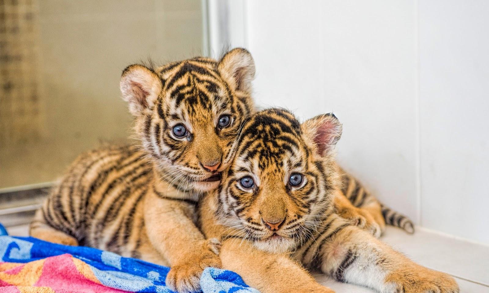 Tiger Cubs Wallpapers, Animal Hd Wallpapers Free Download