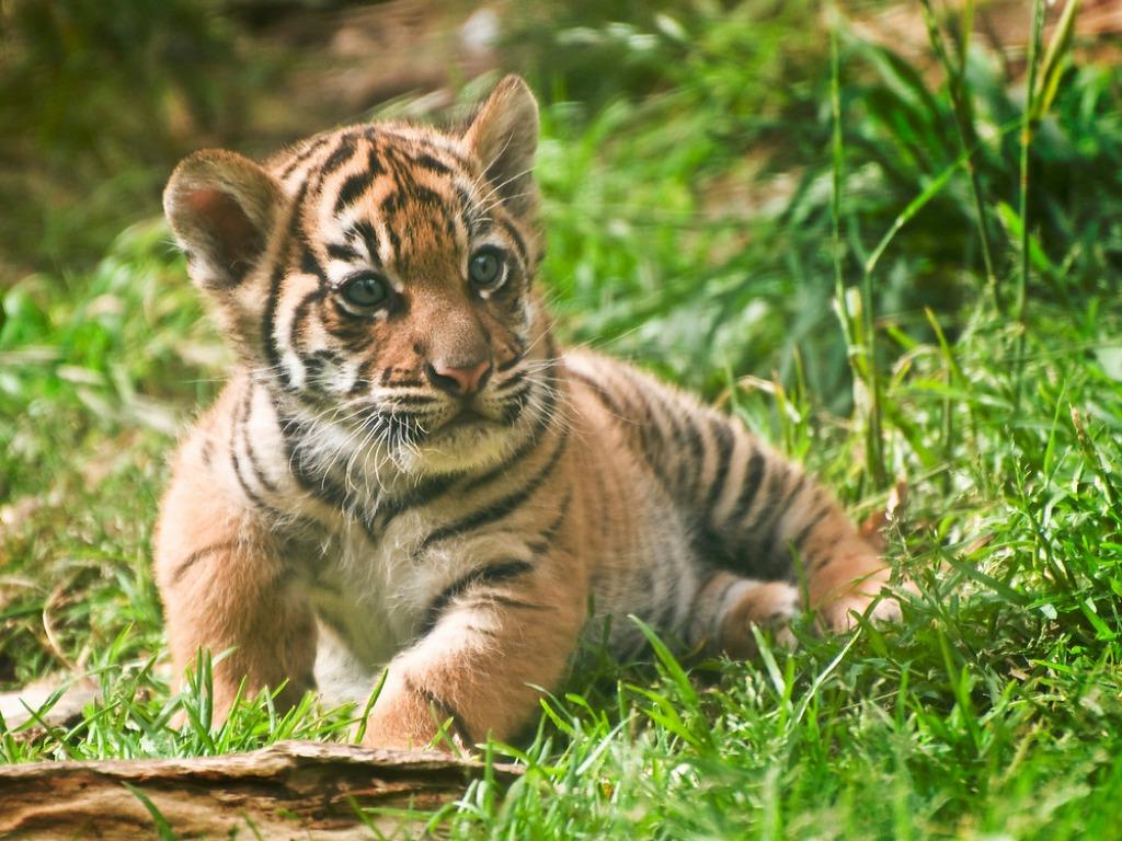 Free download Amazing Tiger Cubs Desktop Pictures HD