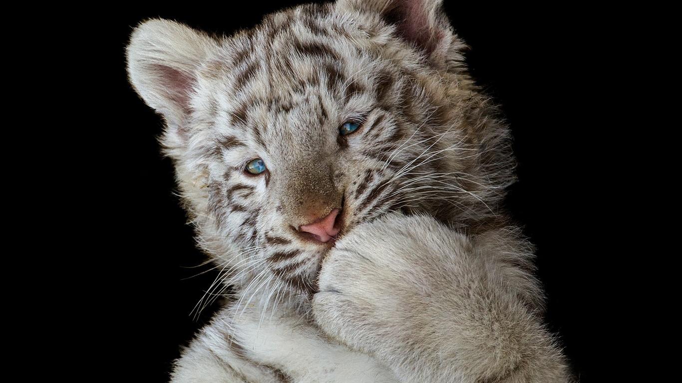 1366x768 Cute White Tiger Cub 1366x768 Resolution HD 4k