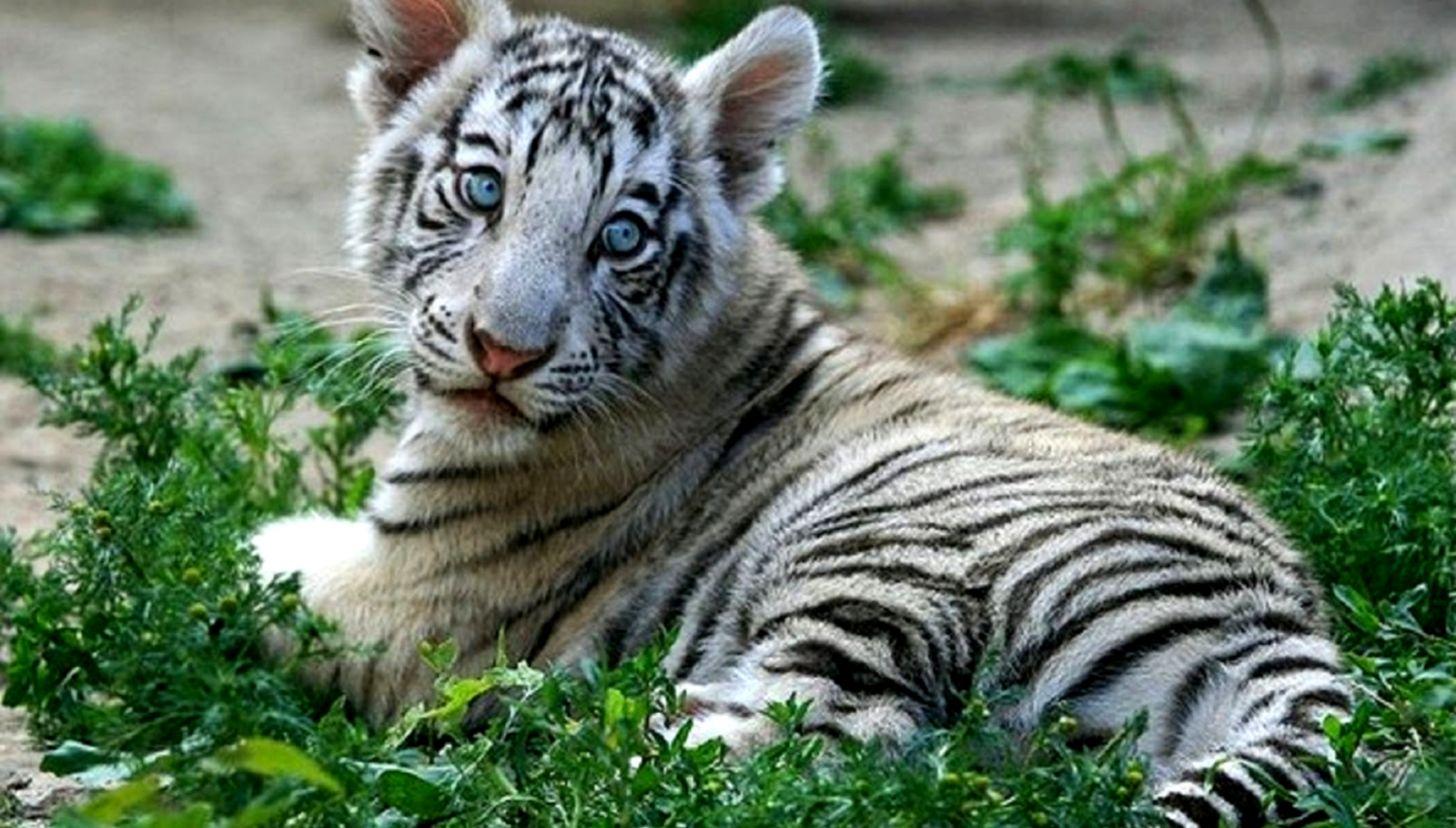 White Tiger Cubs Wallpapers Hd