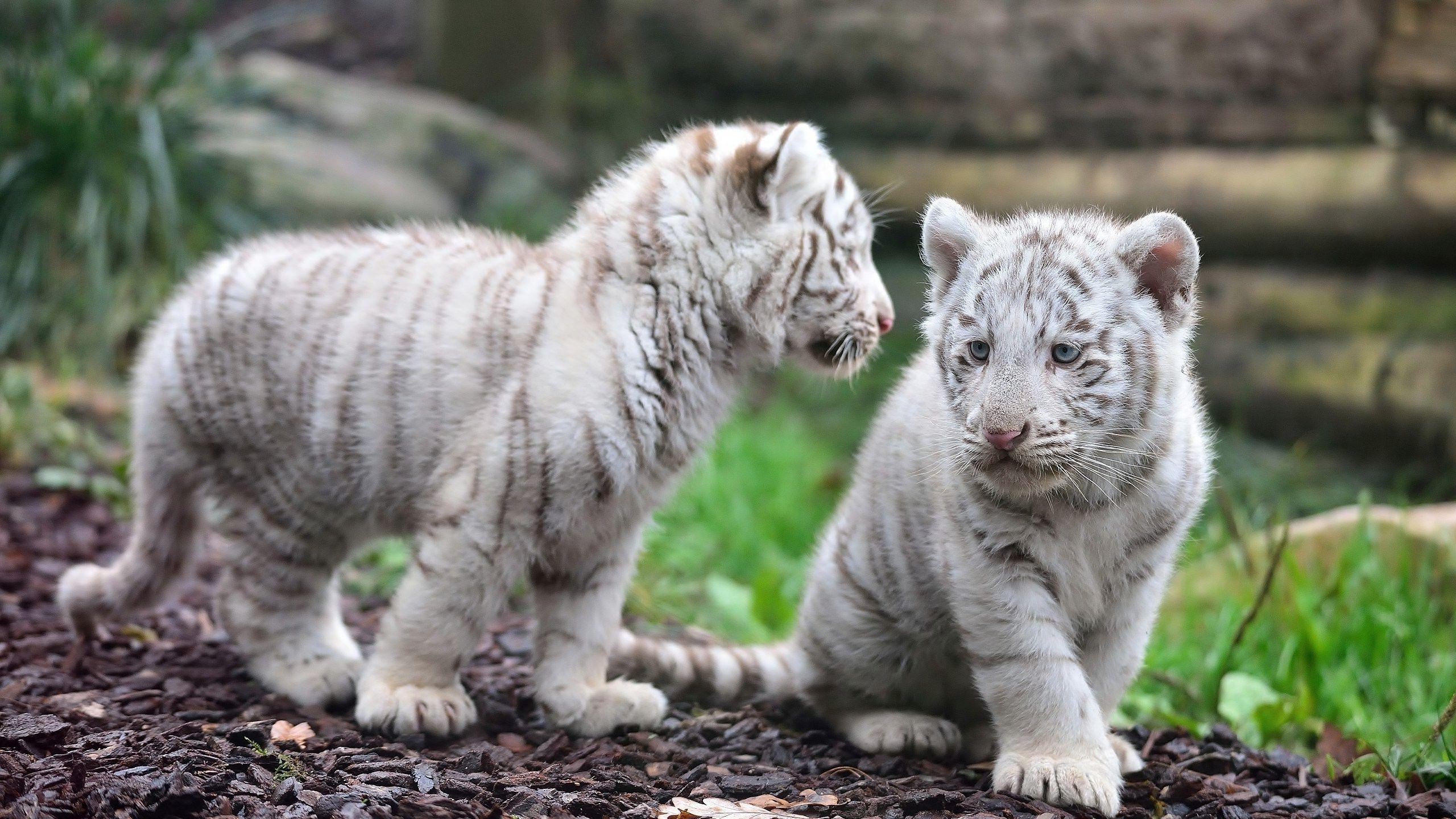 White tiger cubs Wallpapers