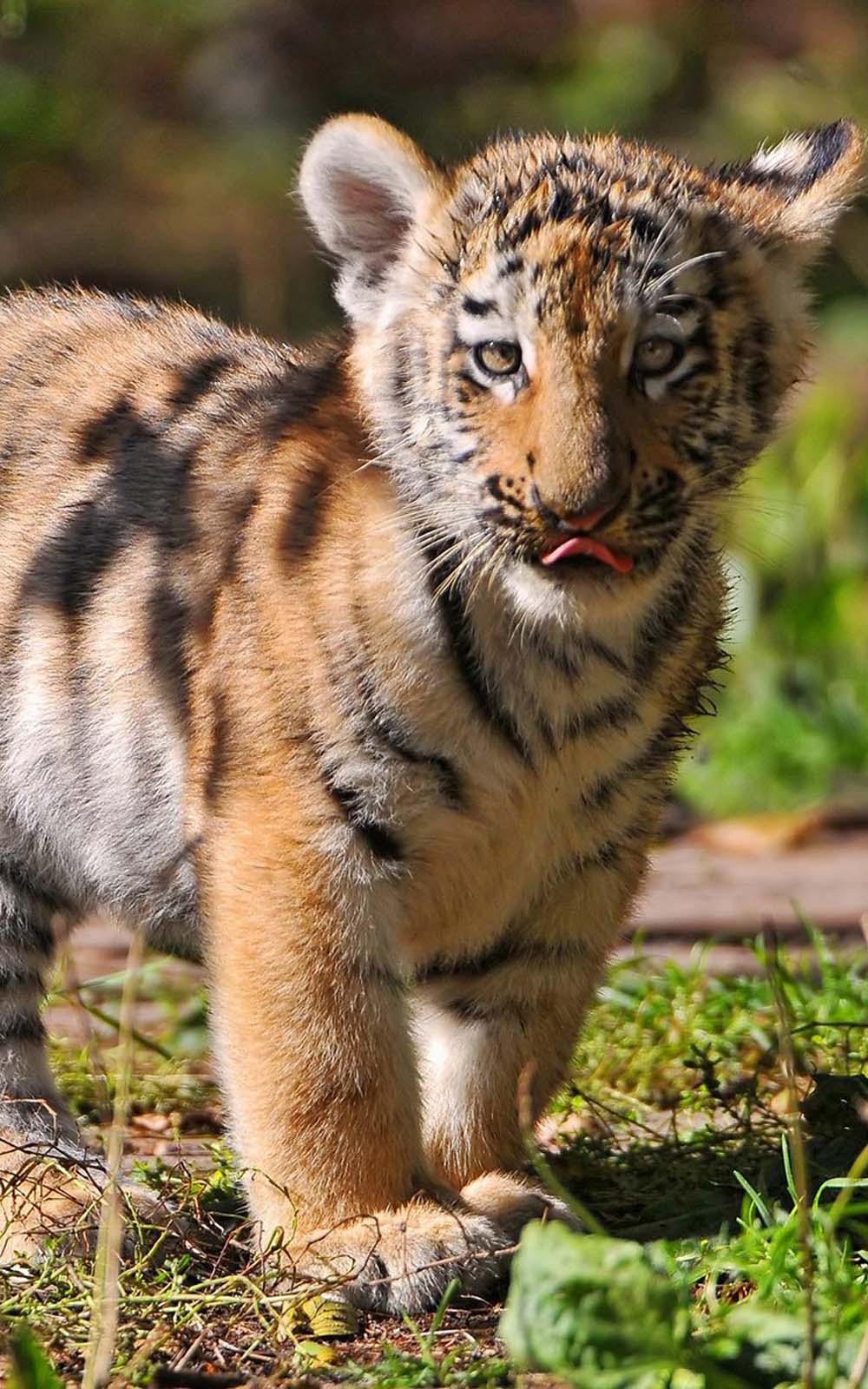 Download Tiger Cub Free Pure 4K Ultra HD Mobile Wallpapers