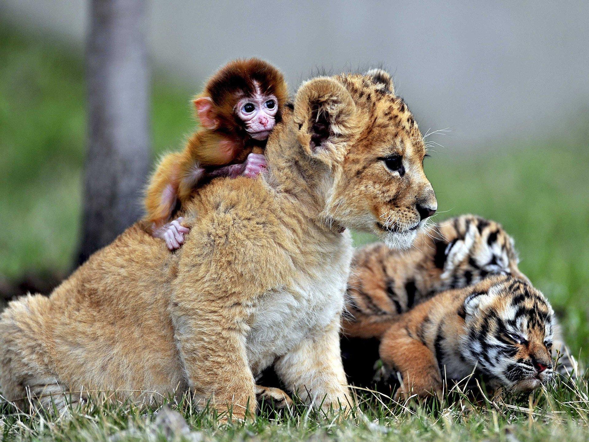 Lion Cub, Tiger Cubs, and Baby Monkey HD Wallpapers