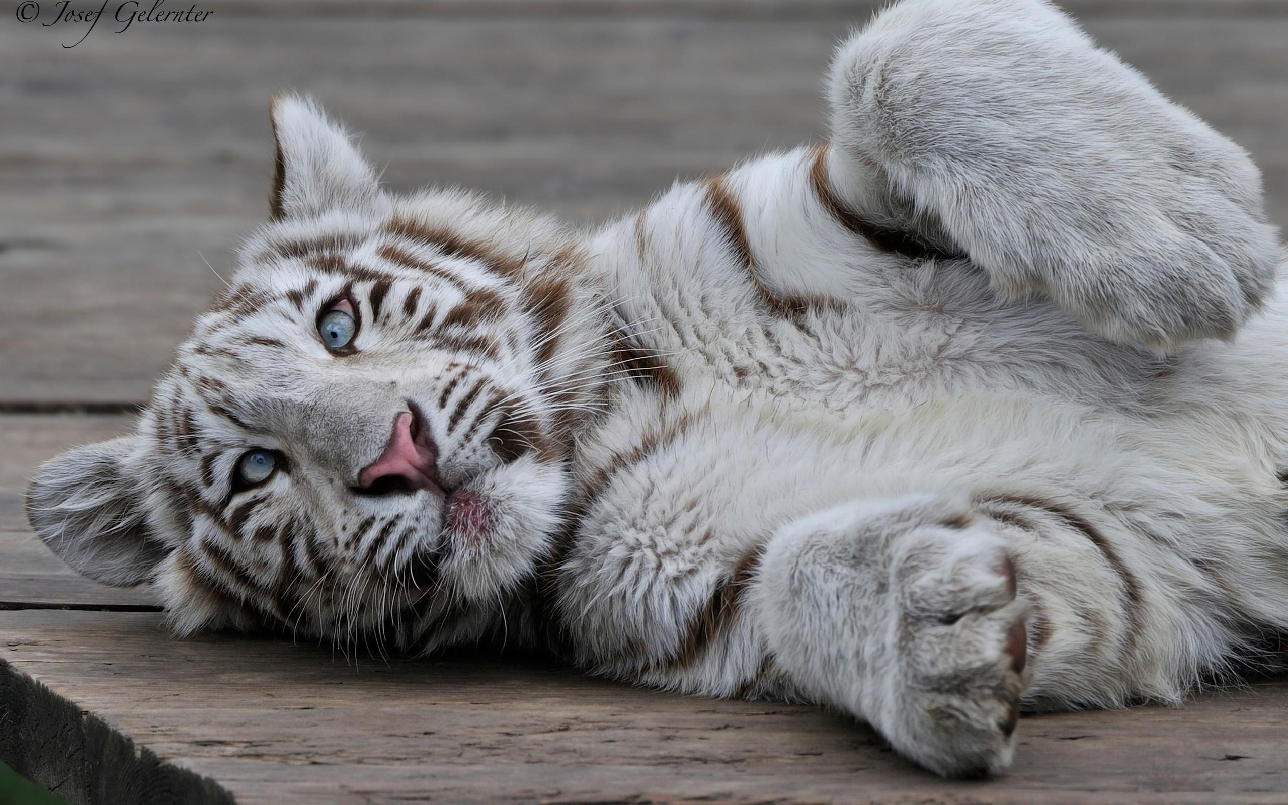 White Tiger Cub Wallpapers