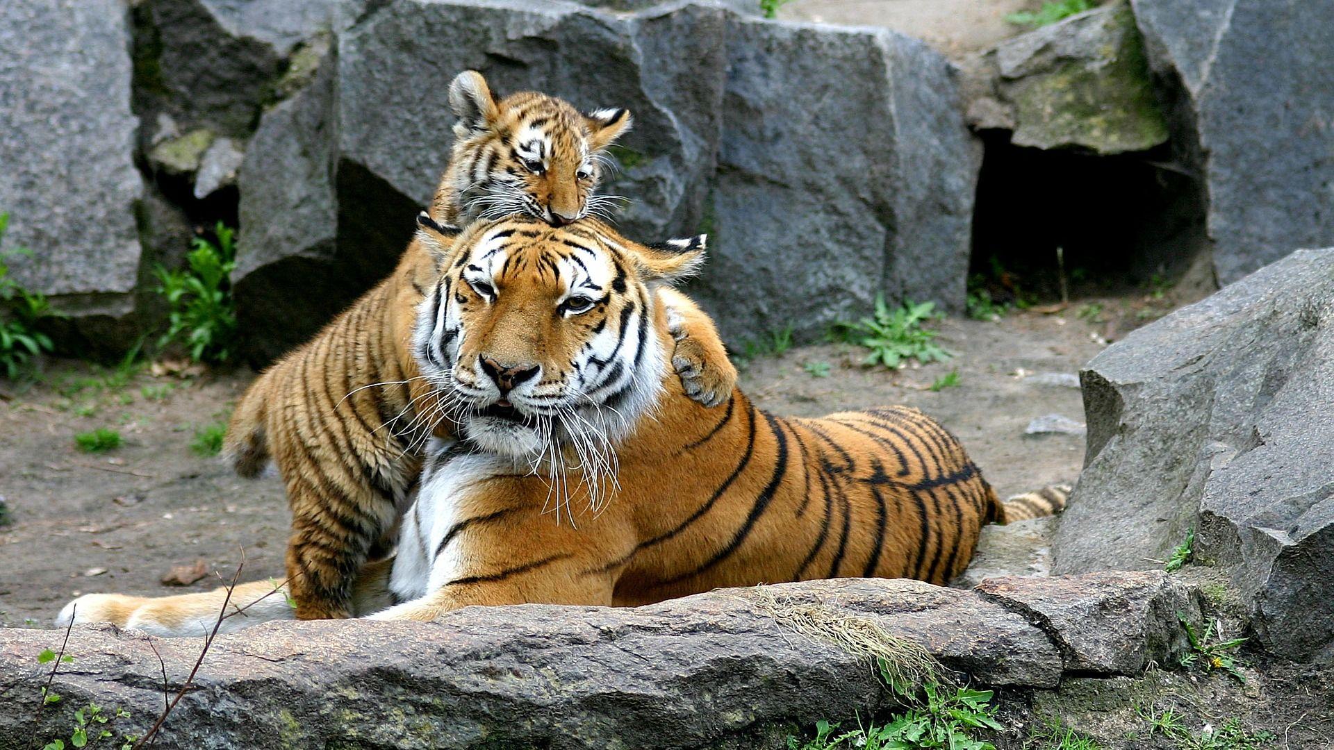 Tiger Cub Love Wallpapers