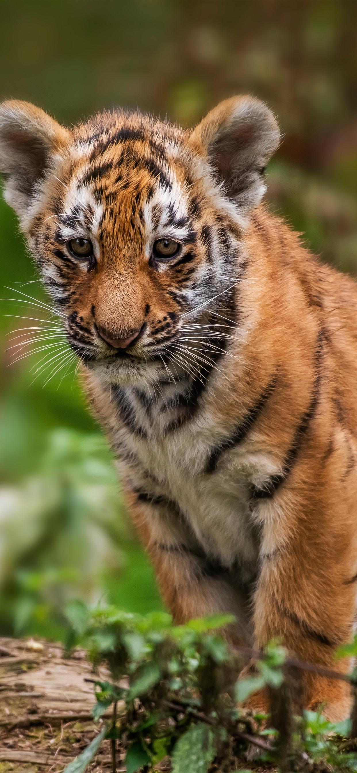 Tiger cub, look, wildlife 1242x2688 iPhone XS Max wallpapers