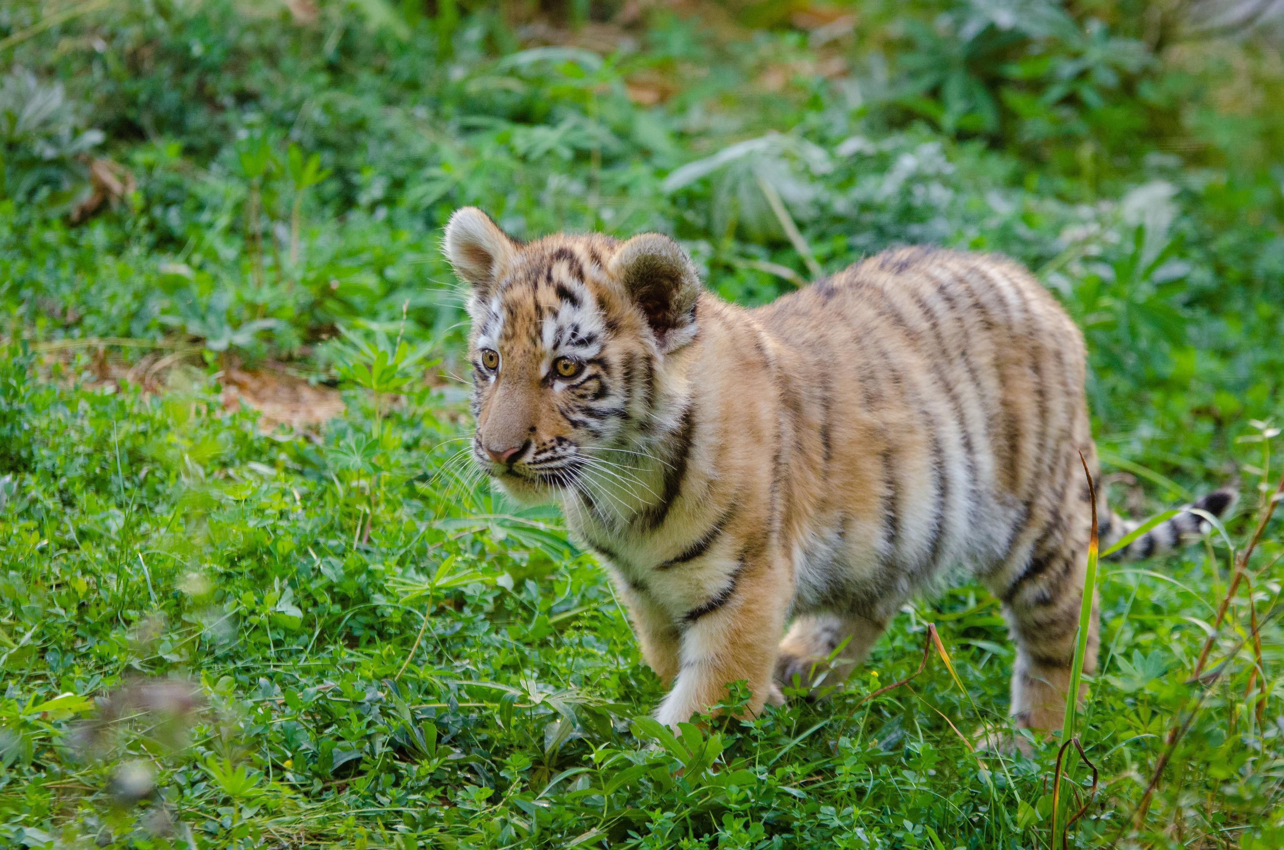 Tiger Cubs Wallpapers Wallpaper Cave