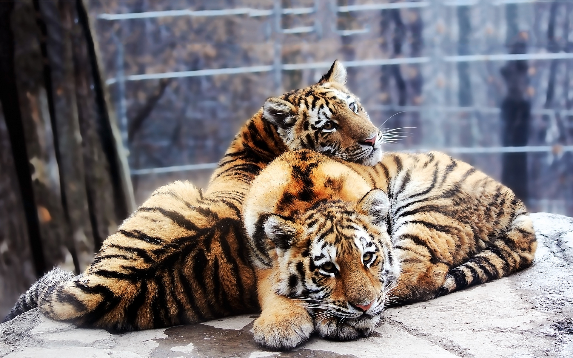 Siberian Tiger Cute Tiger Cubs