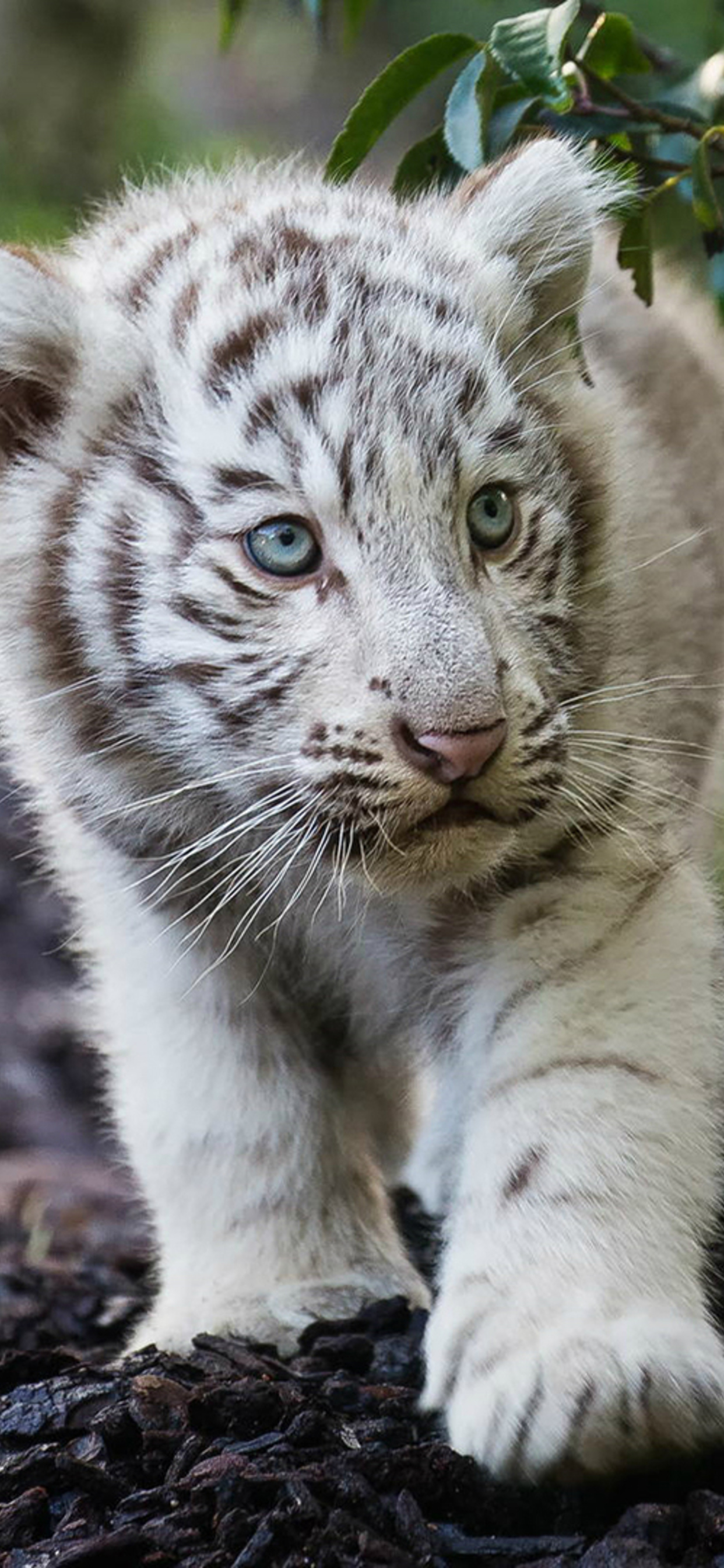 1242x2688 Cute Cub Bengal White Tiger Iphone XS MAX HD 4k