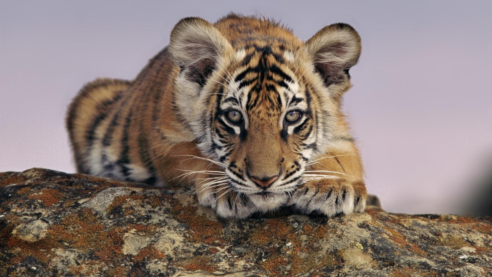 Baby Tiger Wallpapers