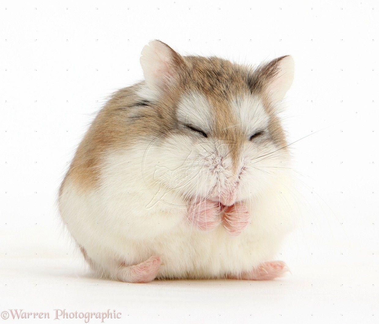 Sleepy Roborovski Hamster (Phodopus roborovskii) pretending