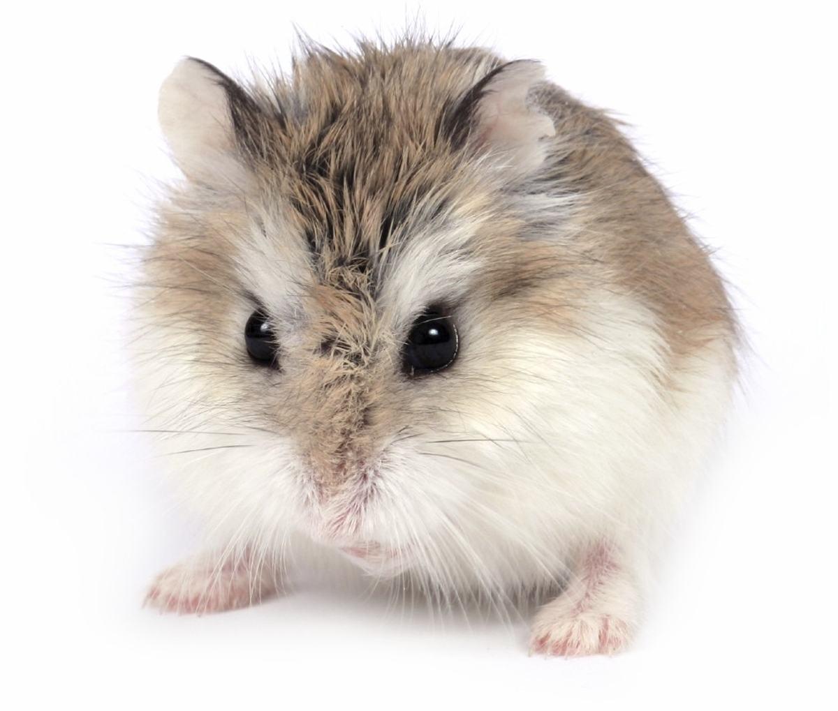 What You Should Know About the Cute Little Roborovski Hamsters