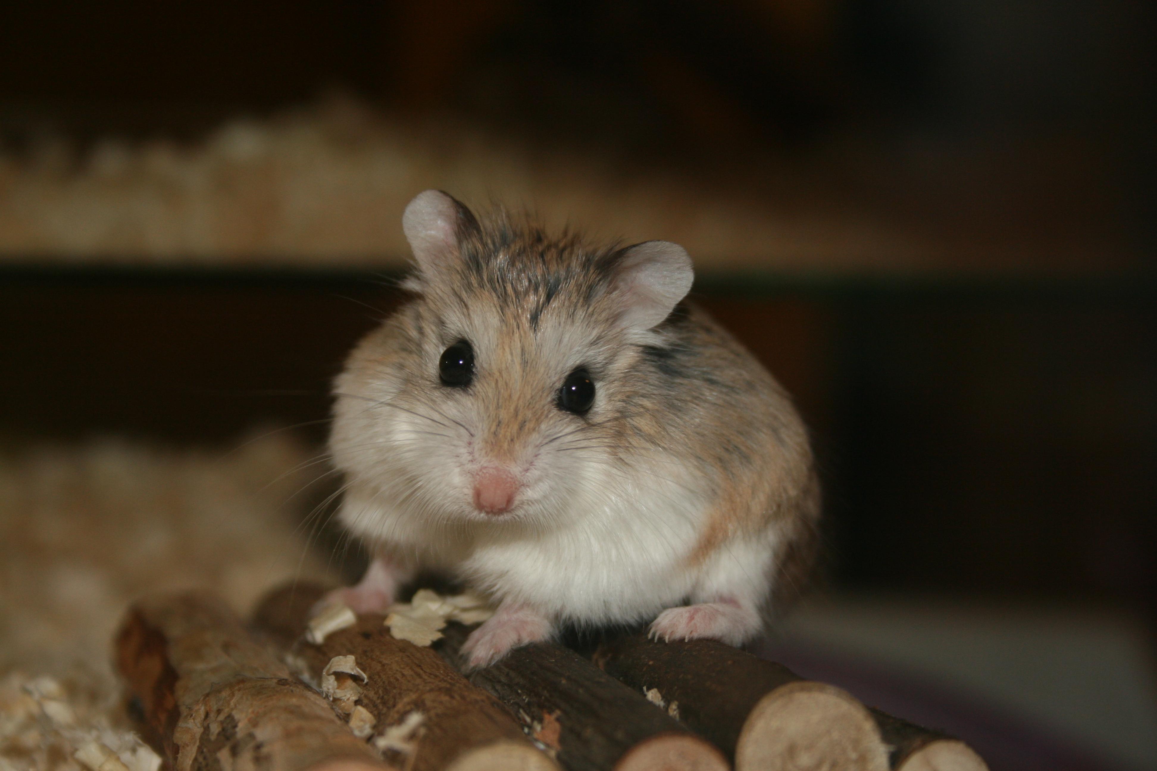Set of Hamster Picture. Image Gallery on Animal Picture