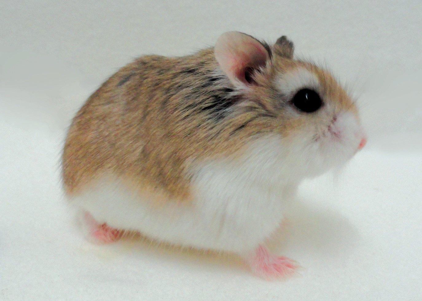 Dwarf Hamster Care: Roborovski, Russian & Chinese Hamster