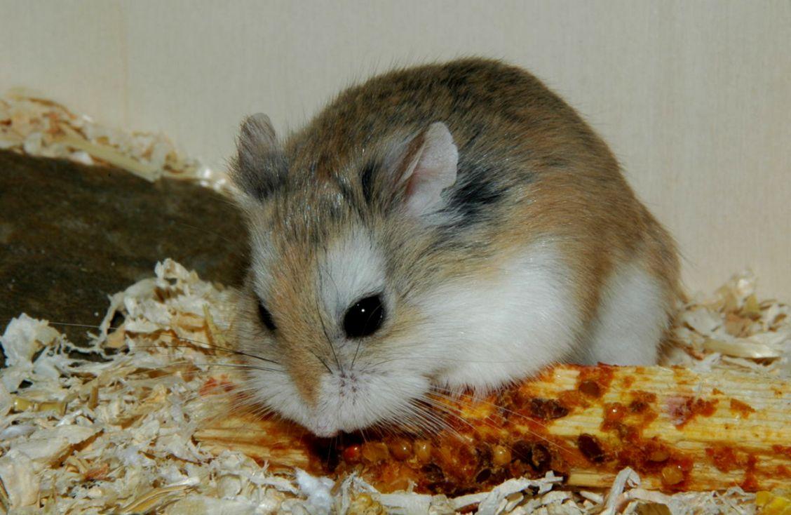 Hamster De Roborovski