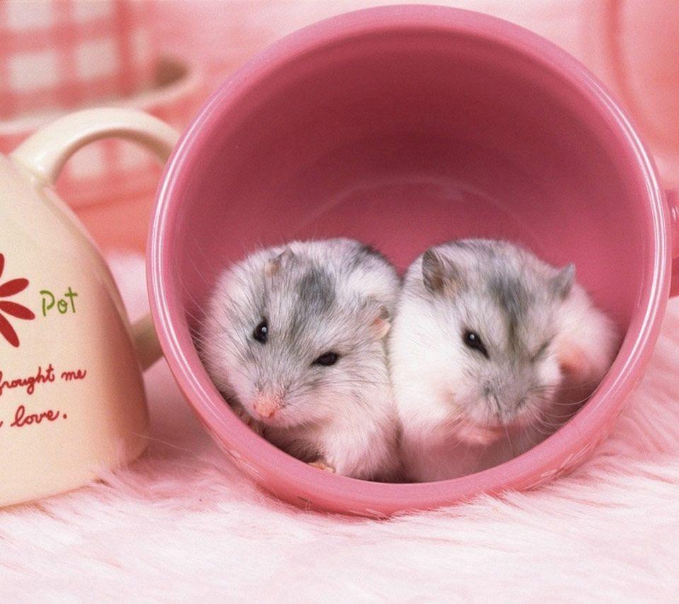 little dwarf hamsters. in a teacup! :3. Süße hamster, Süße tiere, Hübsche tiere