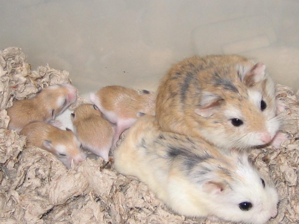 Roborovski's Babies Bred By Inari Hamsters. White Faced X D