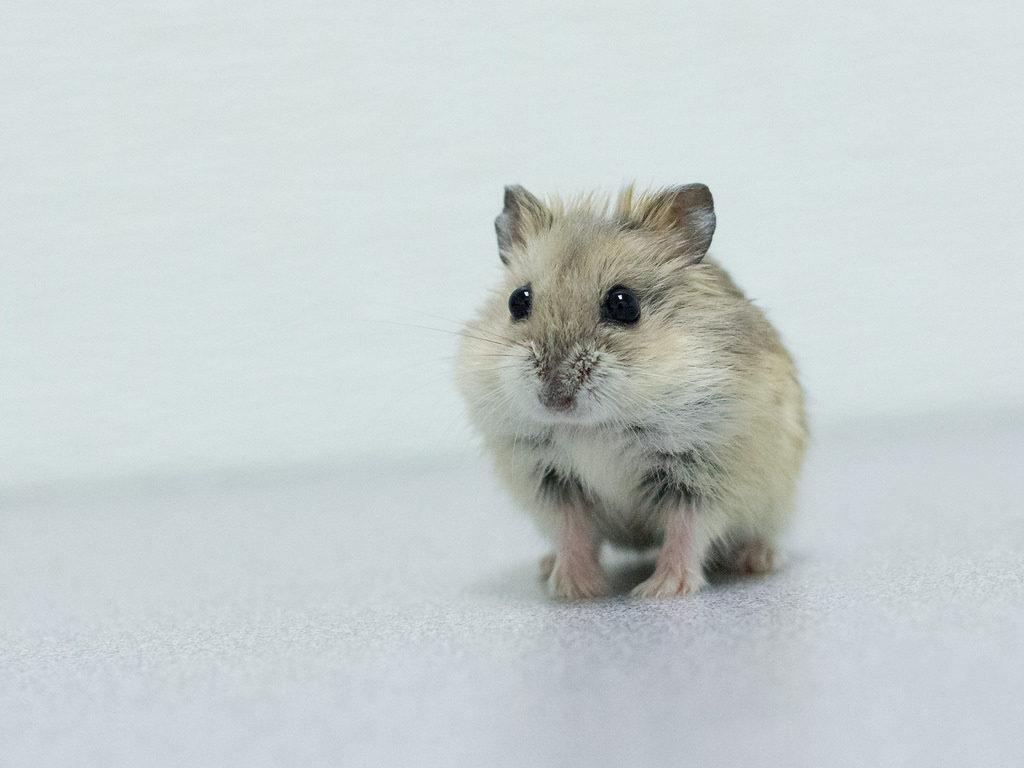 What is a Dwarf Hamster?