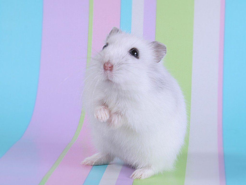 Information About Winter White Dwarf Hamster Care and Facts