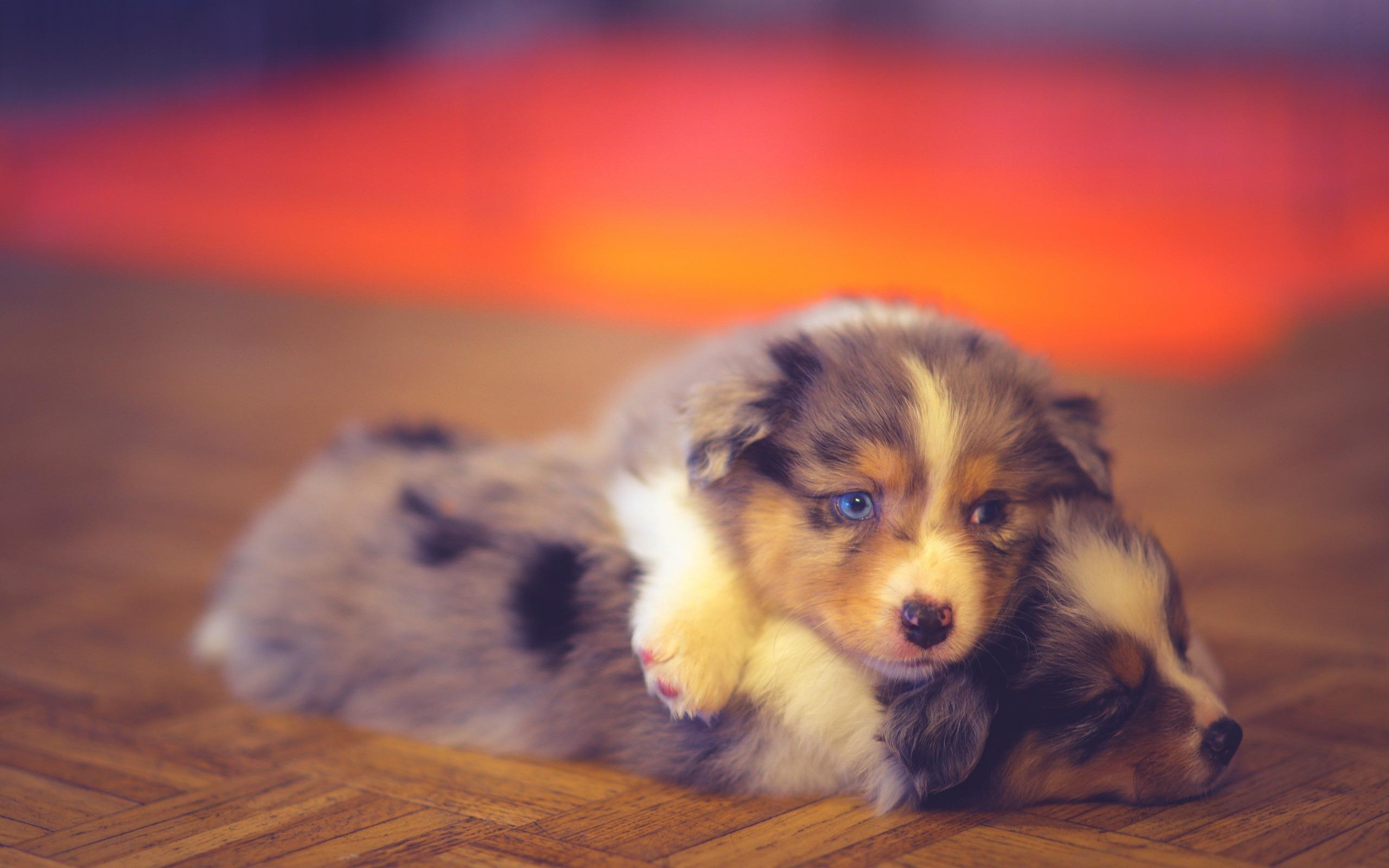 Download wallpaper Australian Shepherds, little puppies