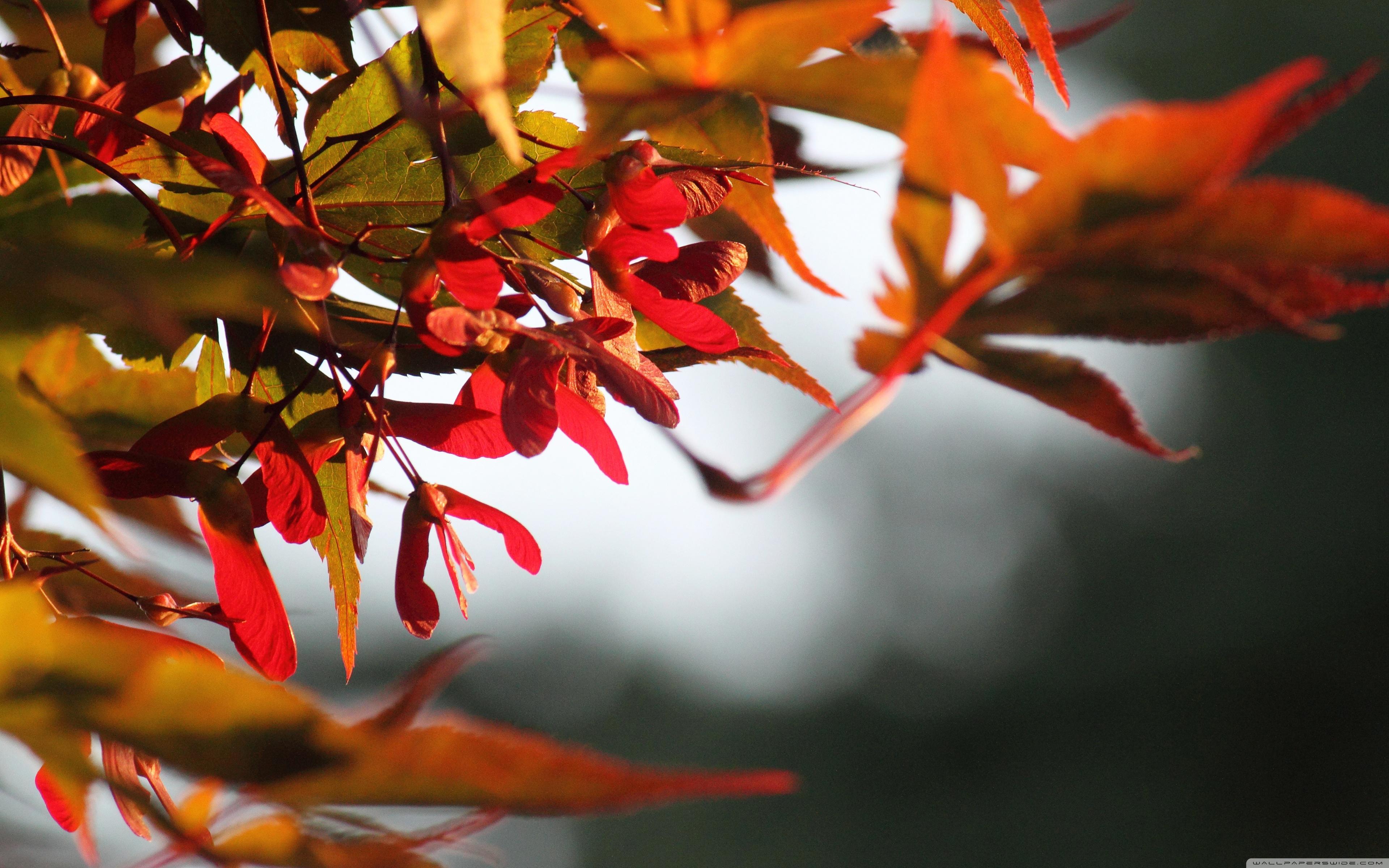 Fall Is Coming ❤ 4K HD Desktop Wallpaper for 4K Ultra HD TV