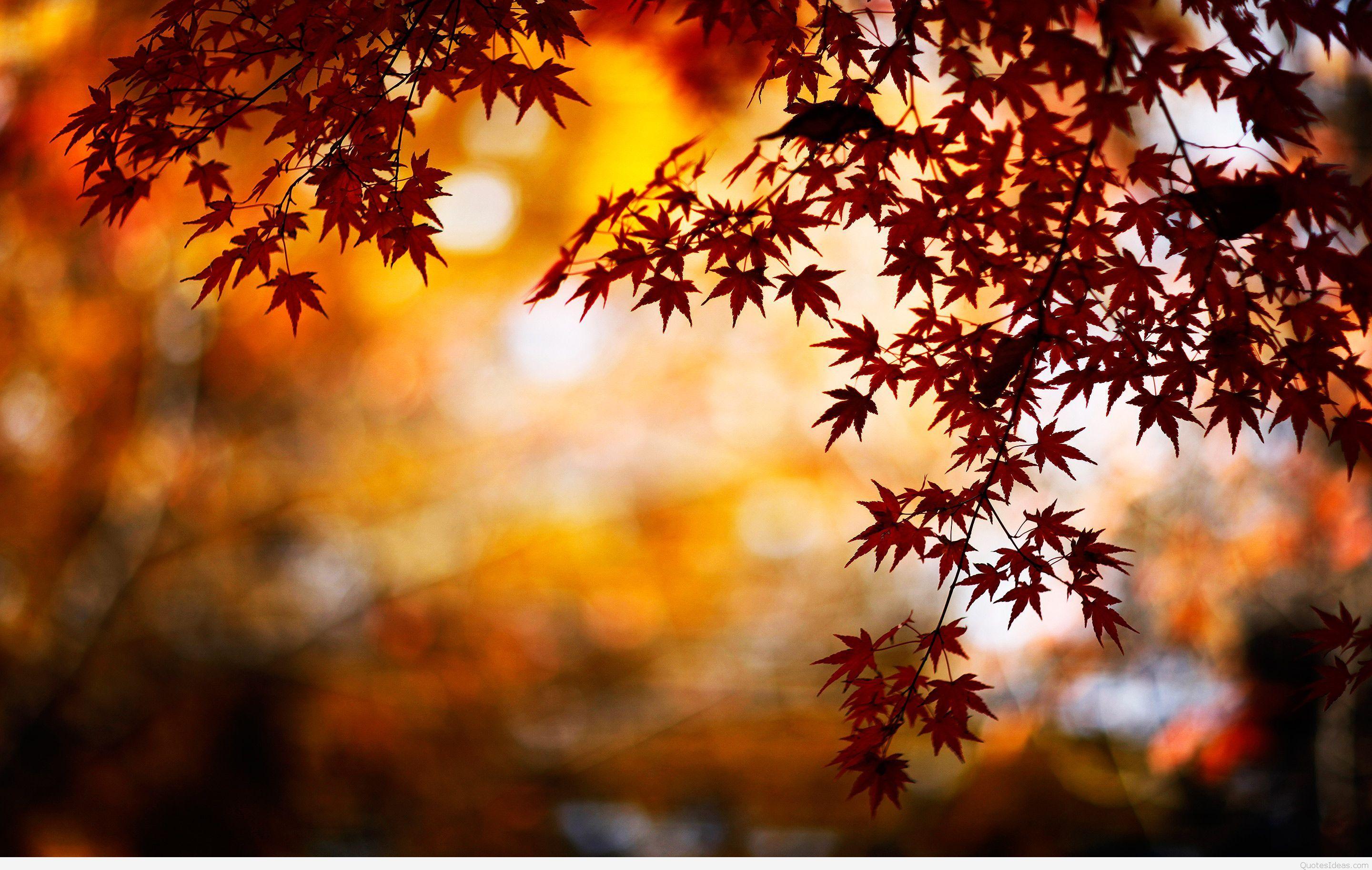 Leaves AUTUMN WALLPAPERS HD. Autumn 1 (Pins 1). Autumn leaves wallpaper, Fall wallpaper, Fall leaves background