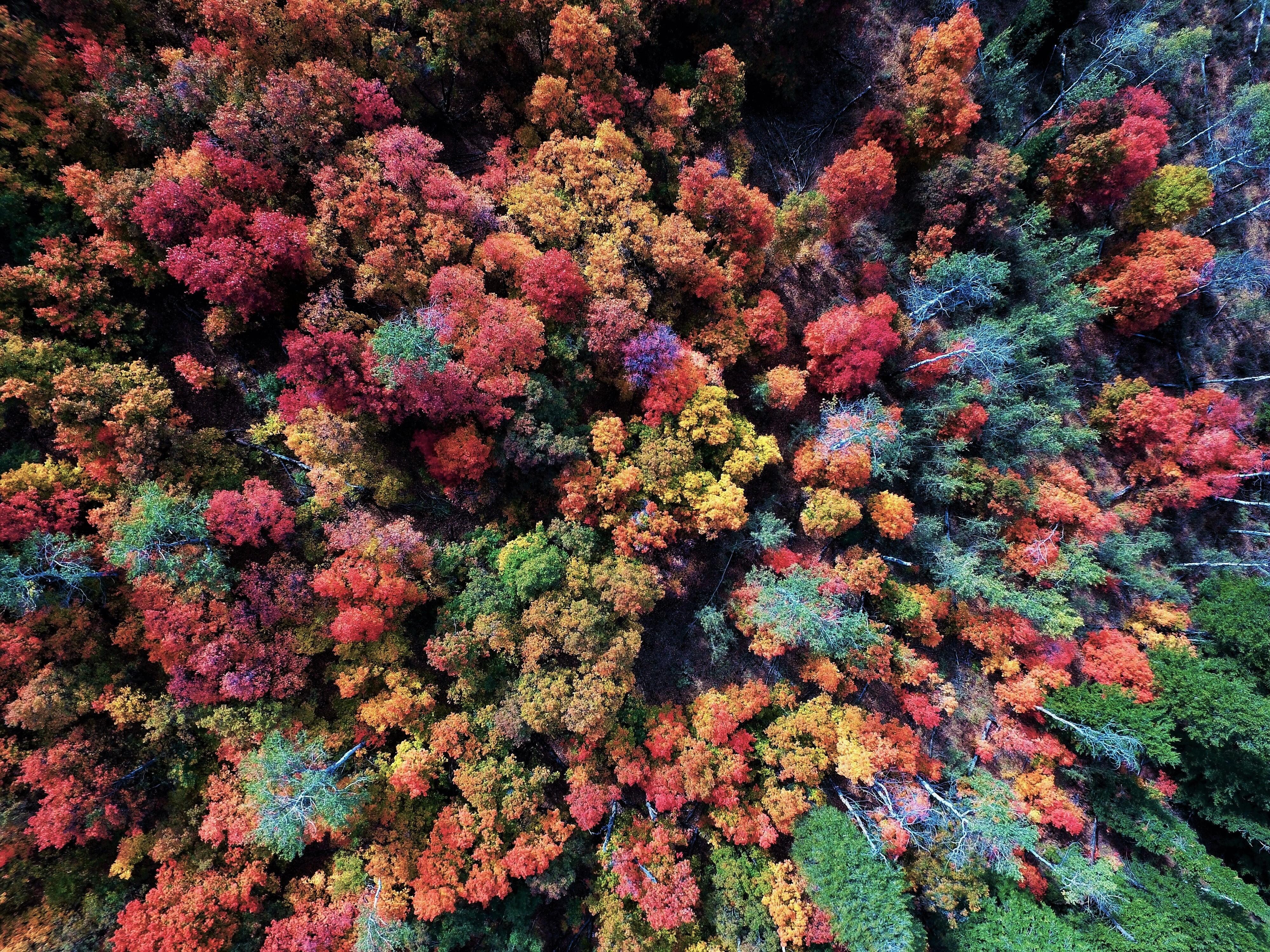 Aerial View of Autumn Forest 4k Ultra HD Wallpaper