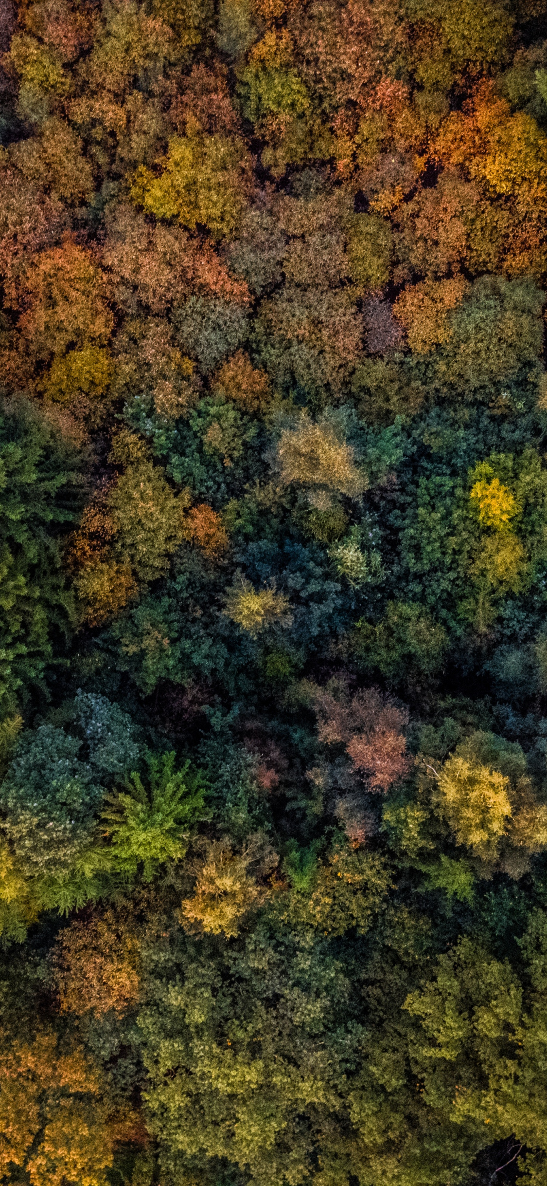 Autumn, Trees, Forest, Aerial View, Wallpaper X