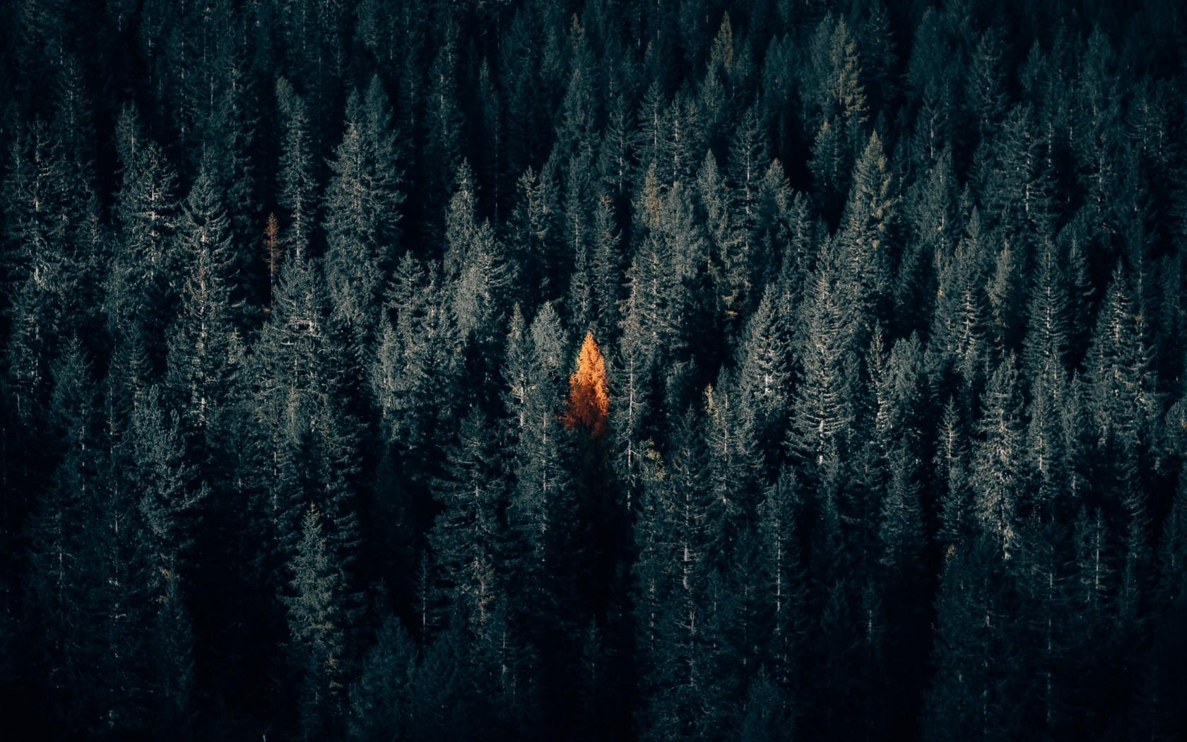 Download 1680x1050 Dark Forest, Autumn, Fall, Aerial View
