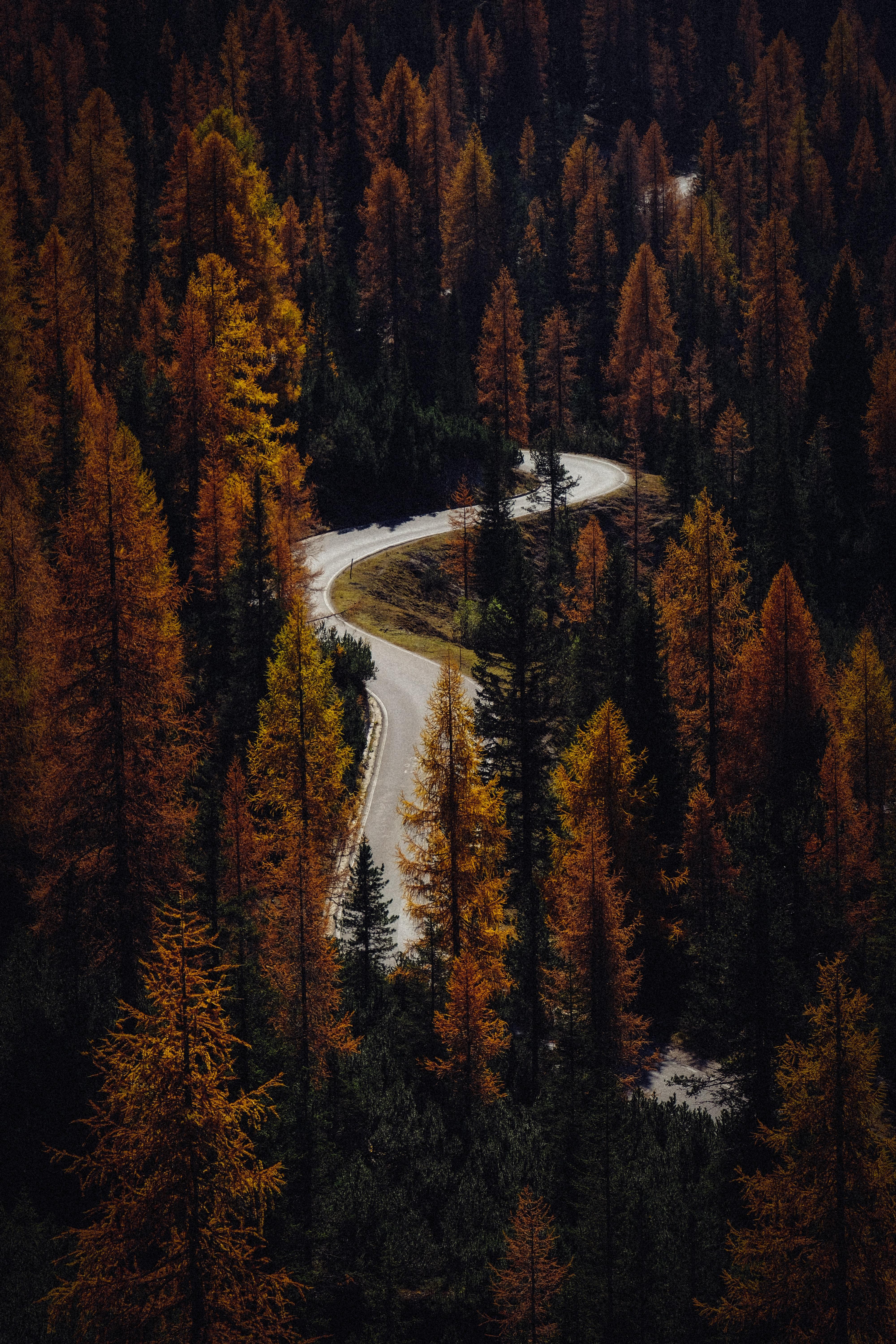 Trees Autumn Road Aerial View Forest