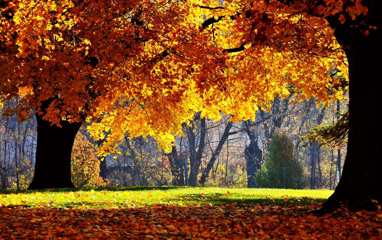 Autumn Falls wallpaper. Autumn Falls