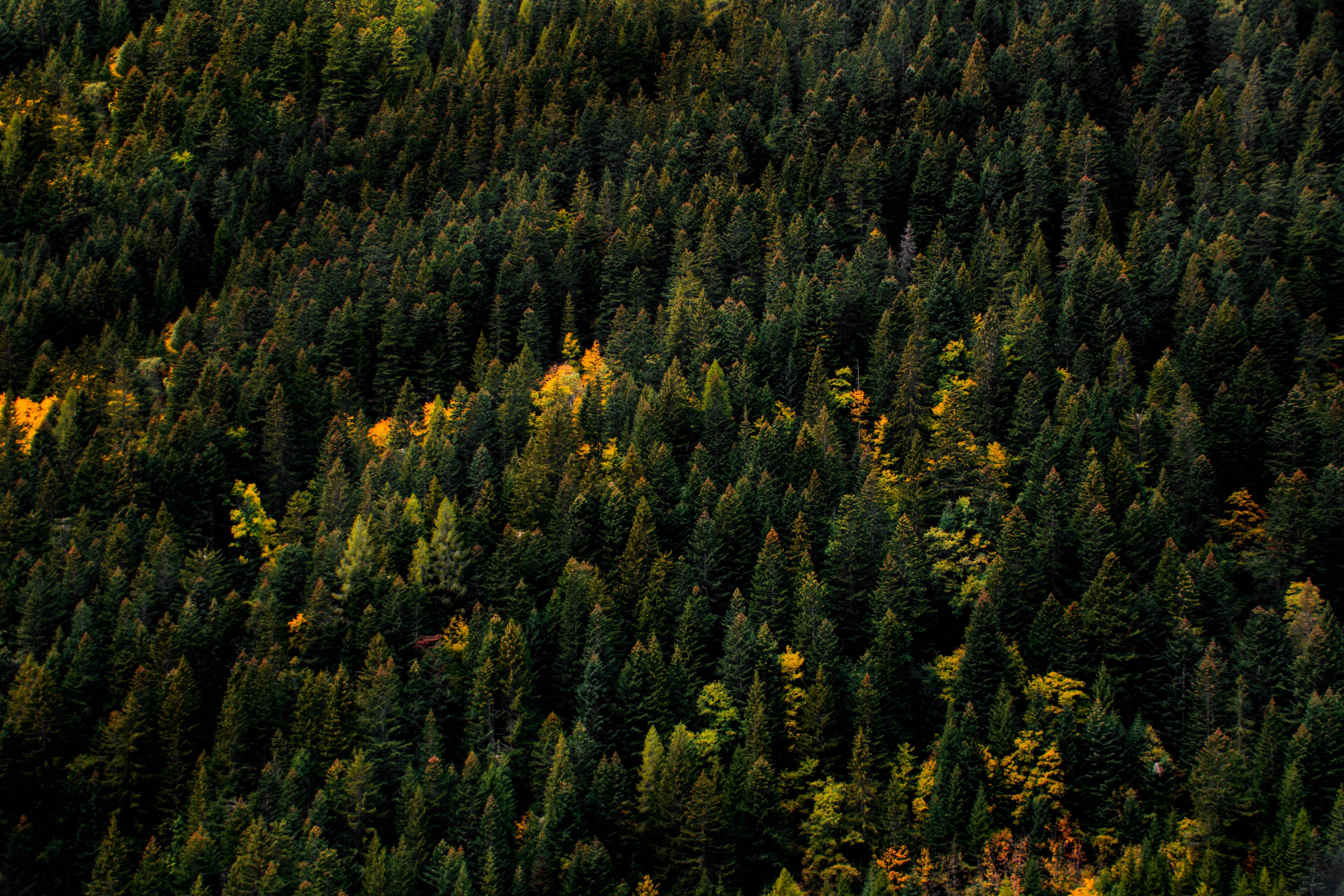 wallpaper trees, aerial view, forest, autumn, tops HD