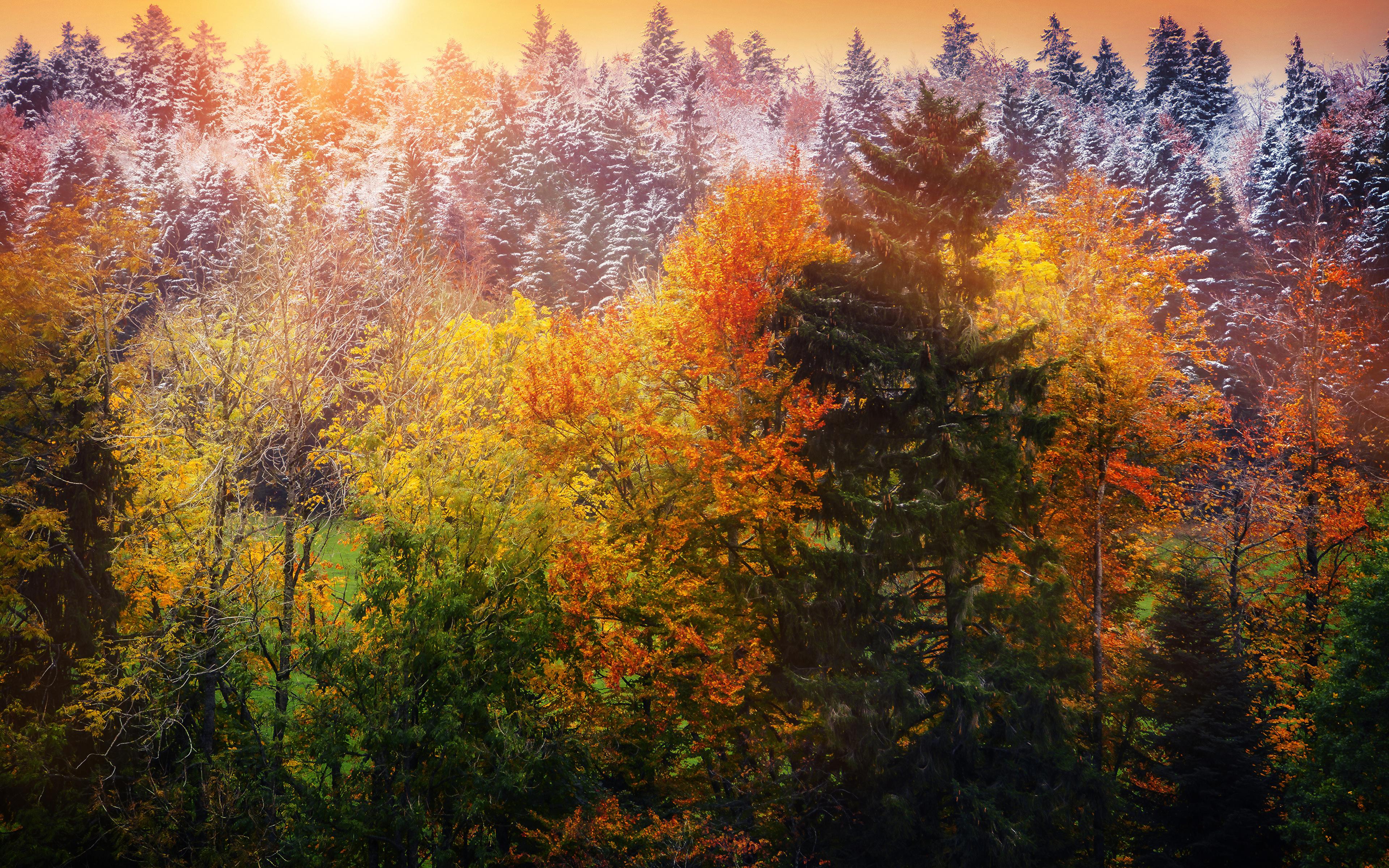 Desktop Wallpaper Winter is coming Nature Autumn Forests