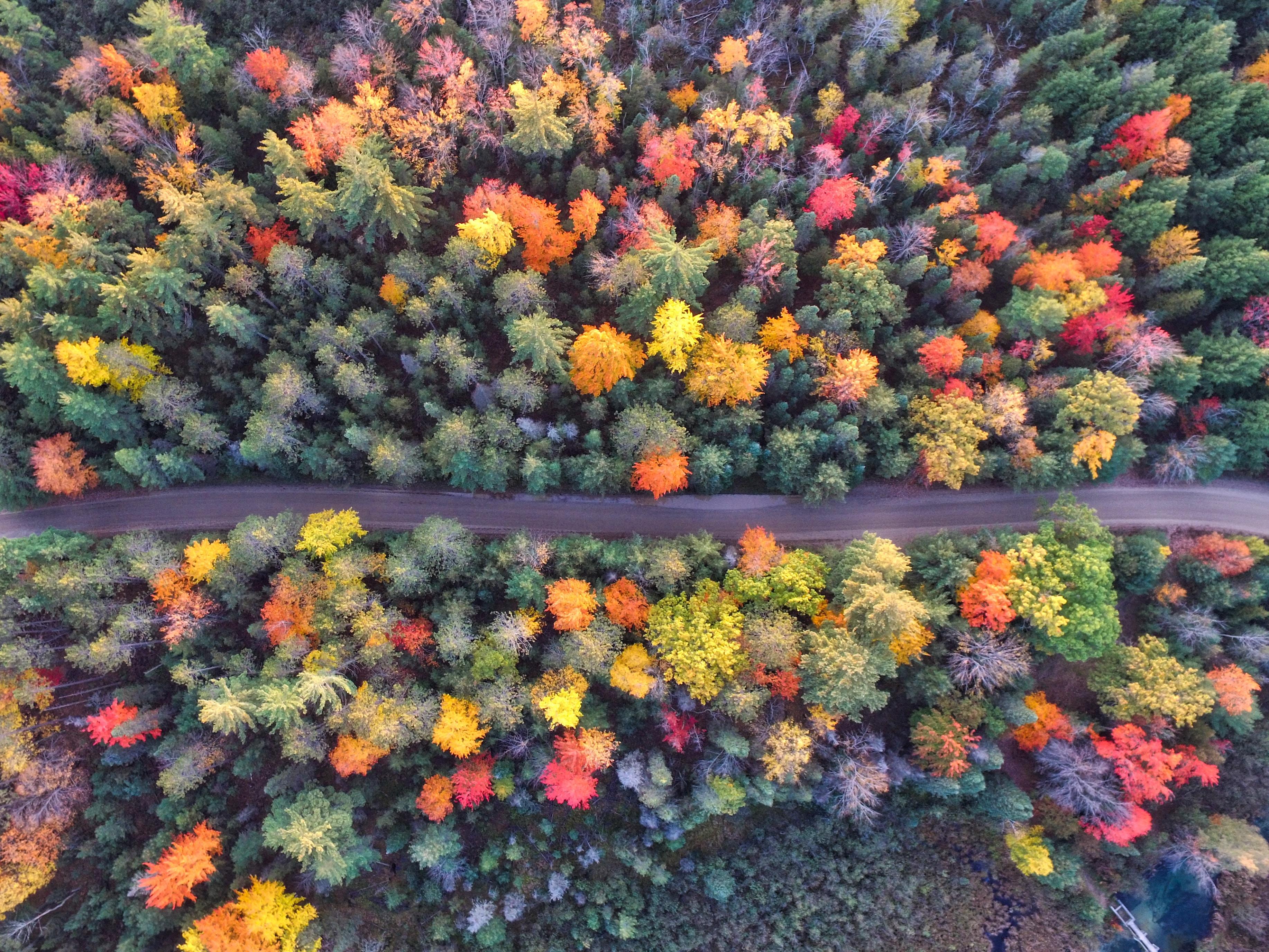 3669x2752 #forest, #aerial view, #drone view, #road