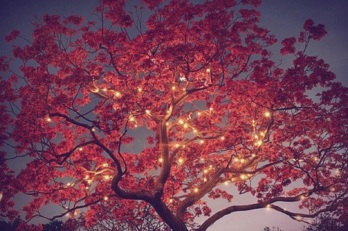 Trees Red Shining Leaves Lighted Night Autumn Amazon