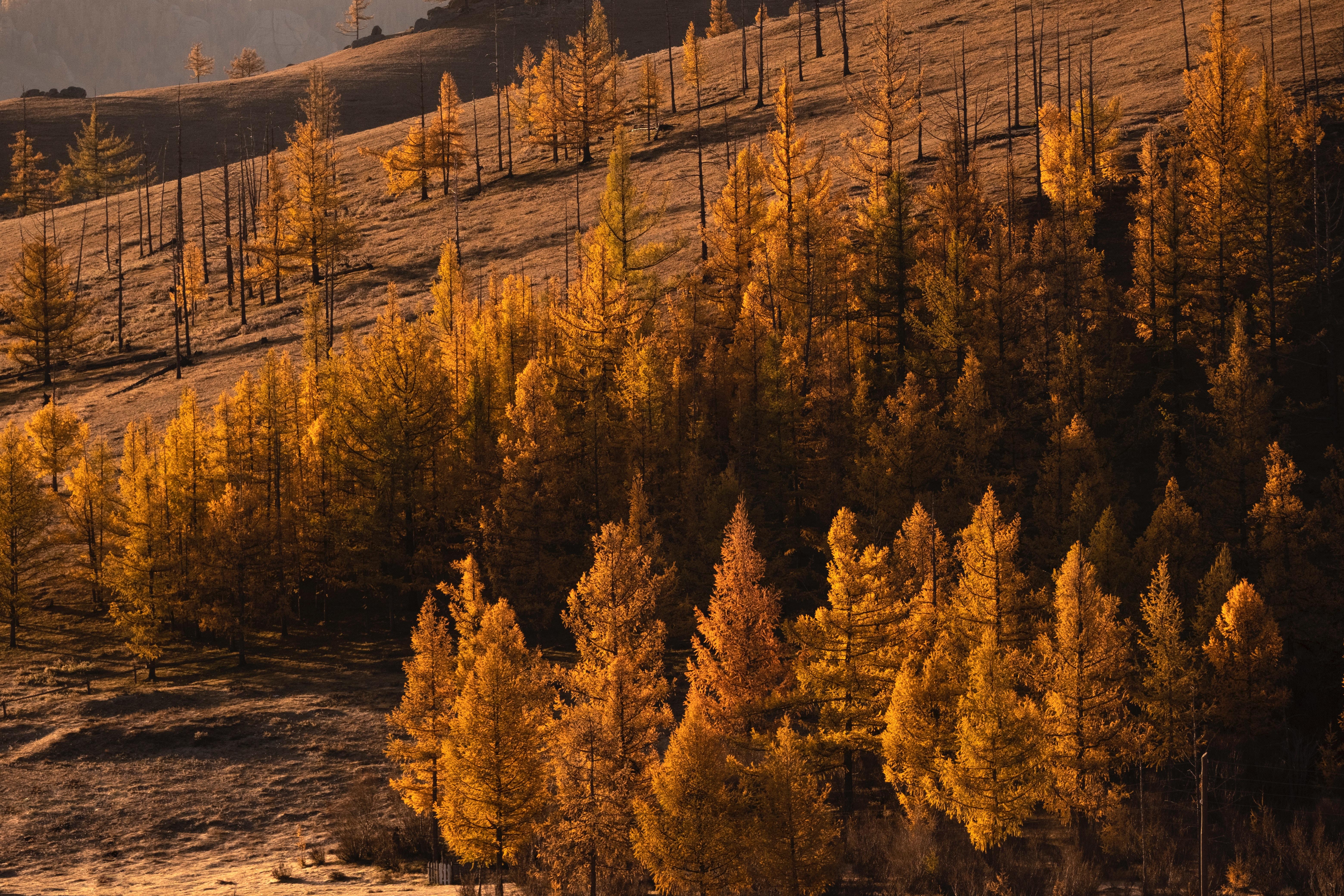 6240x4160 #outside, #fall, #forest, #hillside