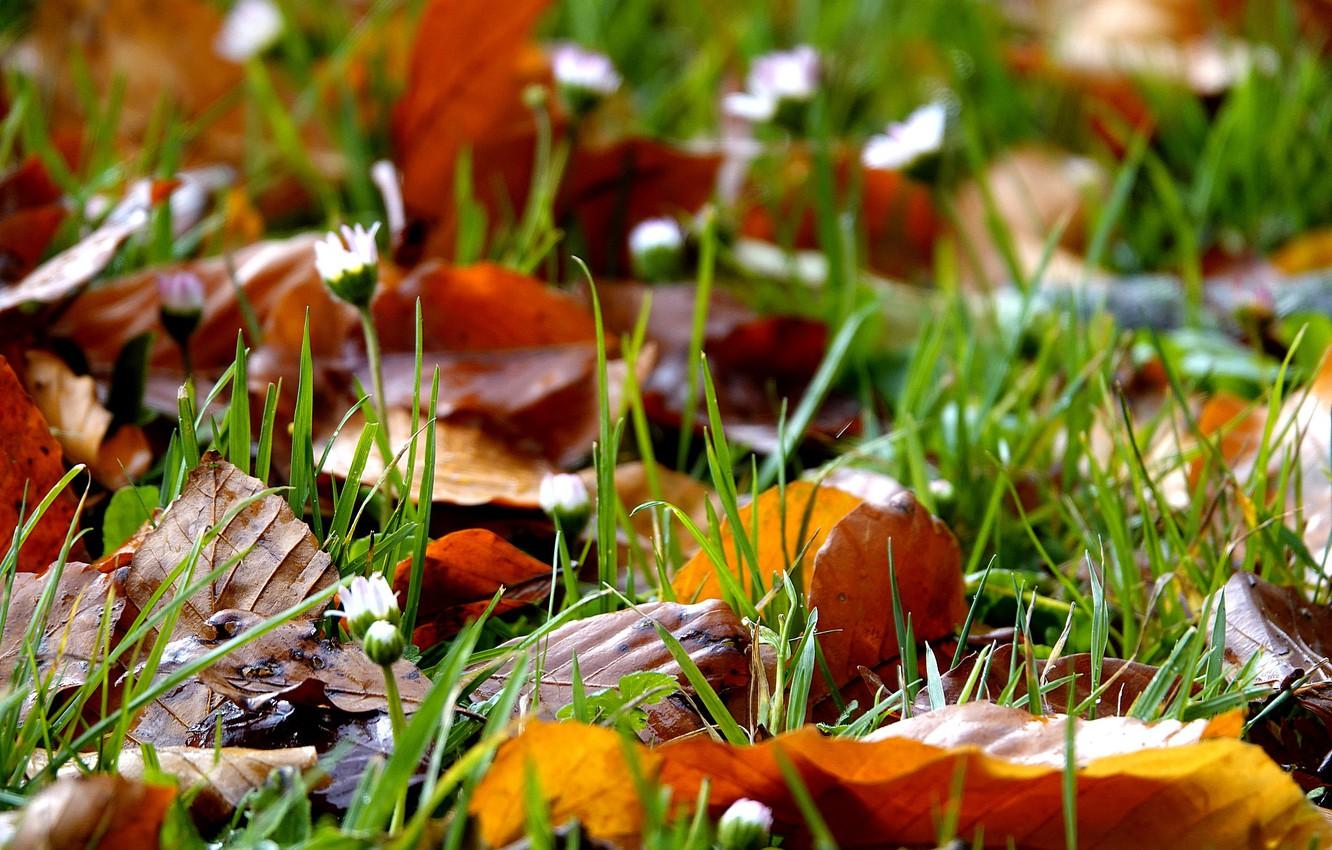 Wallpaper grass, leaves, bokeh, autumn is coming image