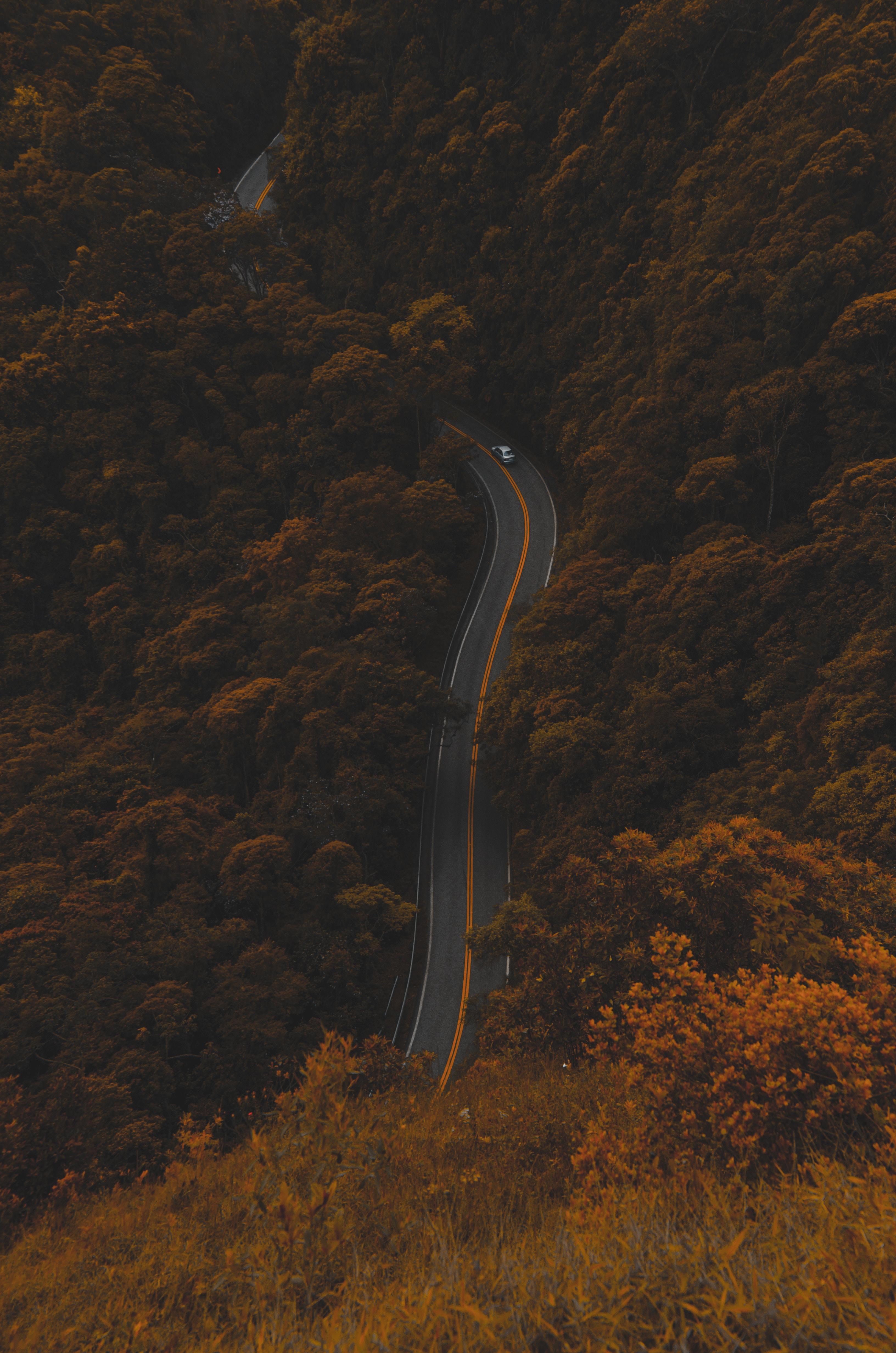 Download wallpaper 3264x4928 road, autumn, aerial view