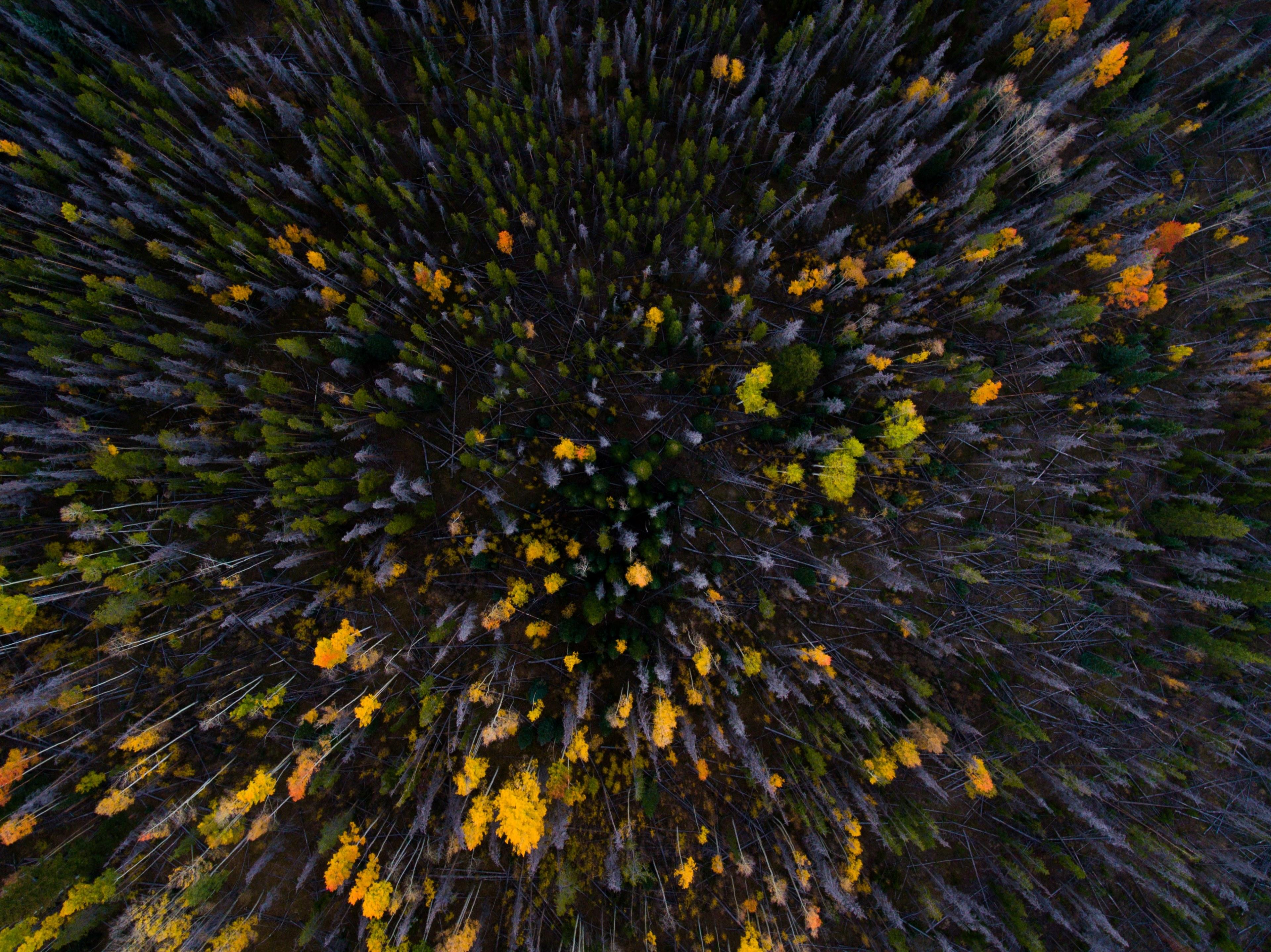 aerial view tree top fall and autumn HD 4k wallpaper