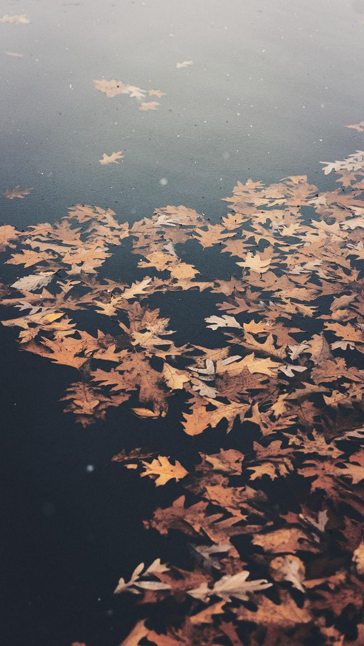 Free Autumn Inspired iPhone 7 Plus Wallpaper. Preppy