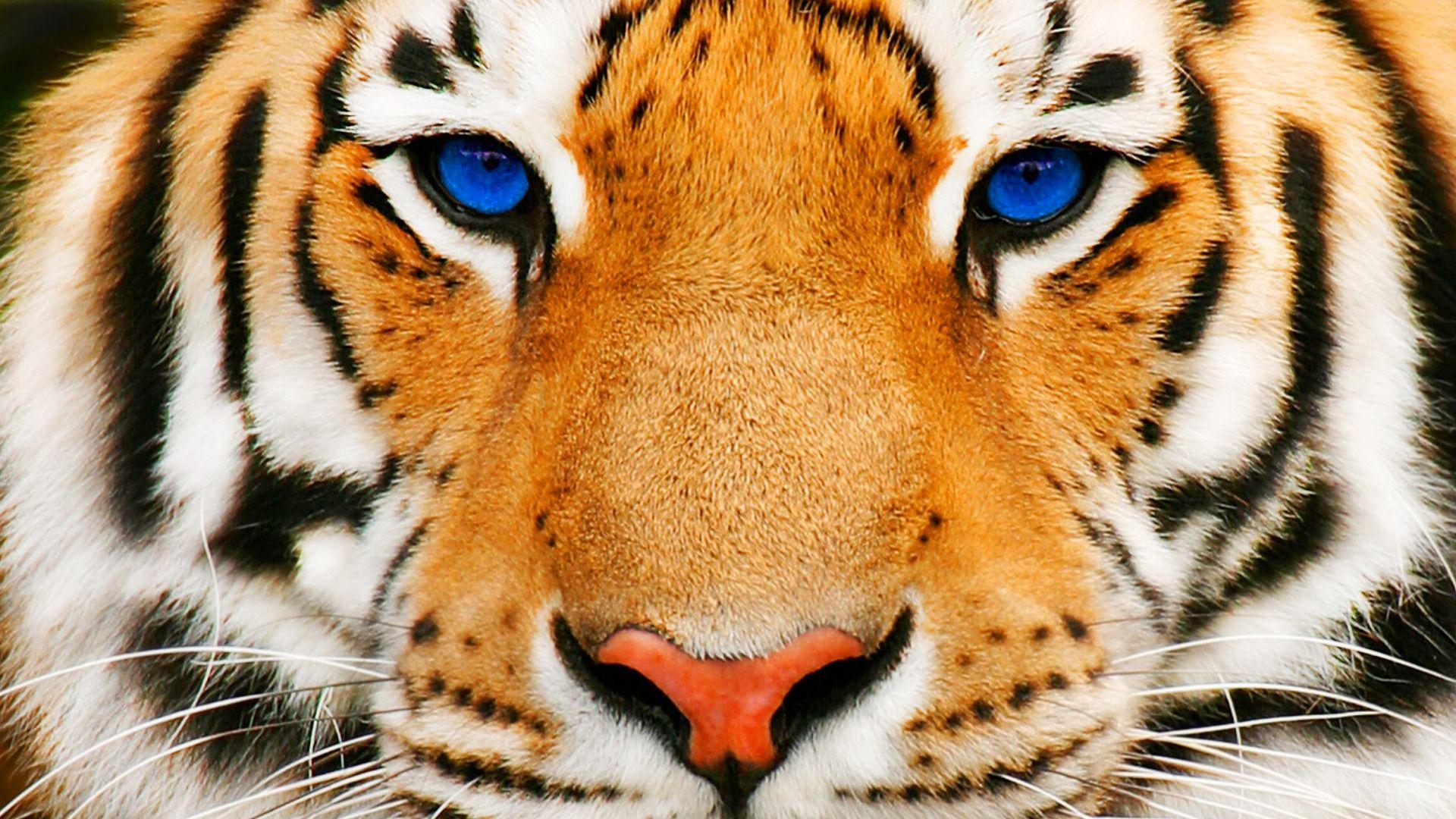 HD Blue Eyed Tiger Wallpaper. Download Free. Wild