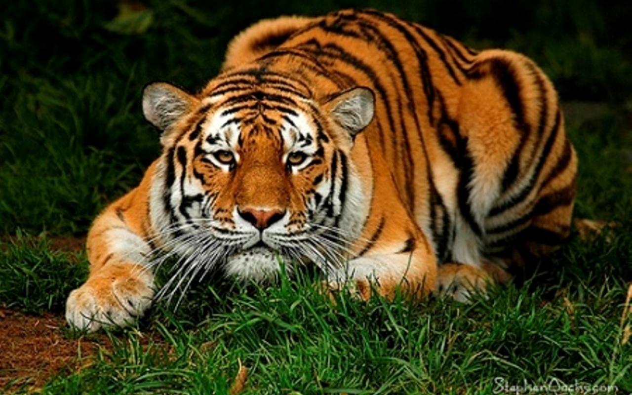 tiger pics wallpaper