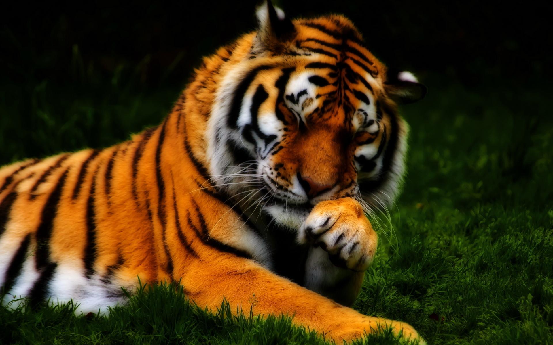 tiger, Animals, Cats, Paw, Face, Whiskers, Color, Contrast
