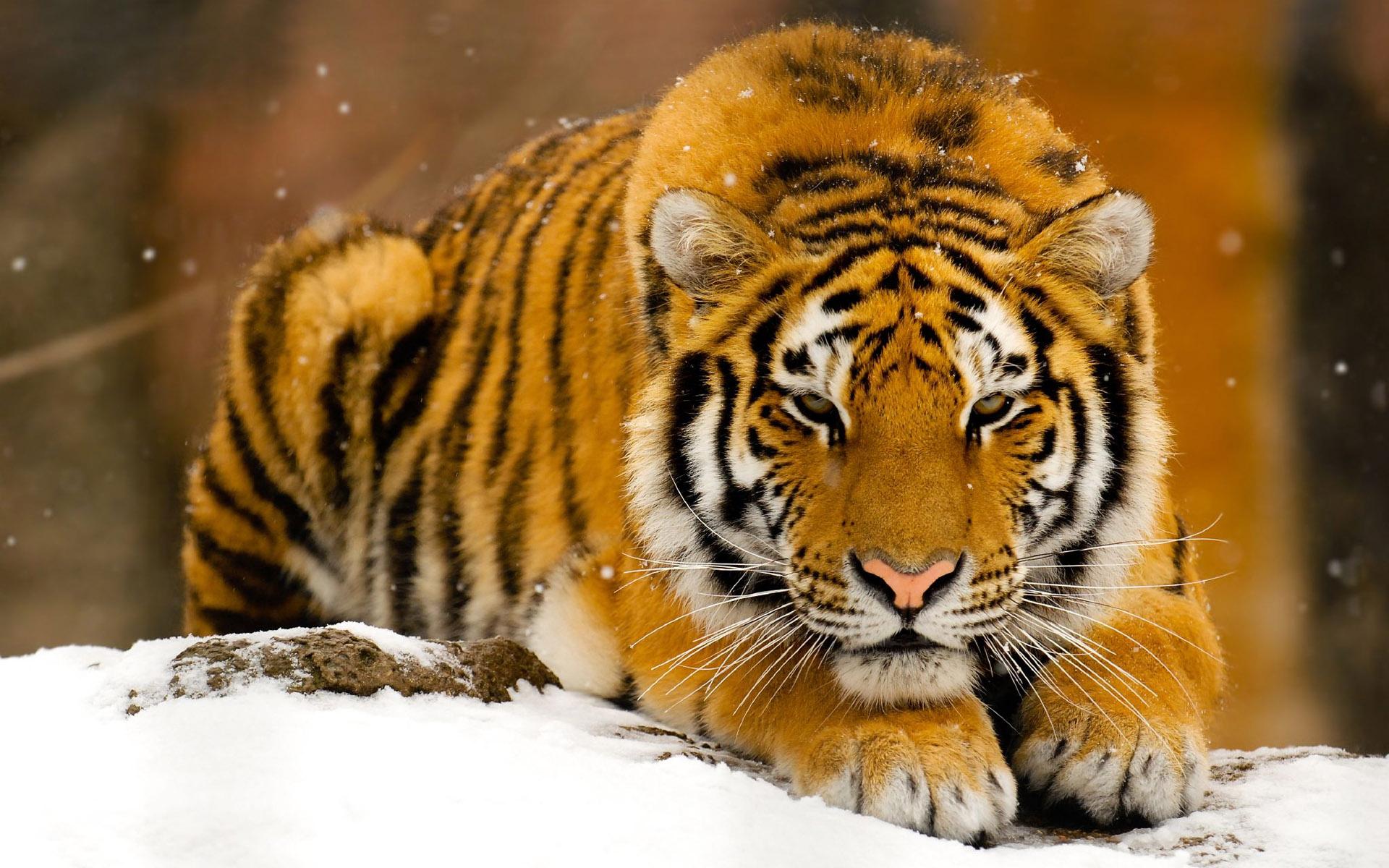 winter, Snow, Animals, Orange, Tigers, Feline, Mammals