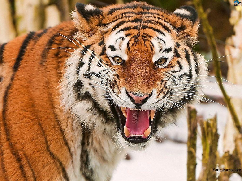 Tigers HD Wallpaper. Tiger wallpaper, Tiger image, Pet birds