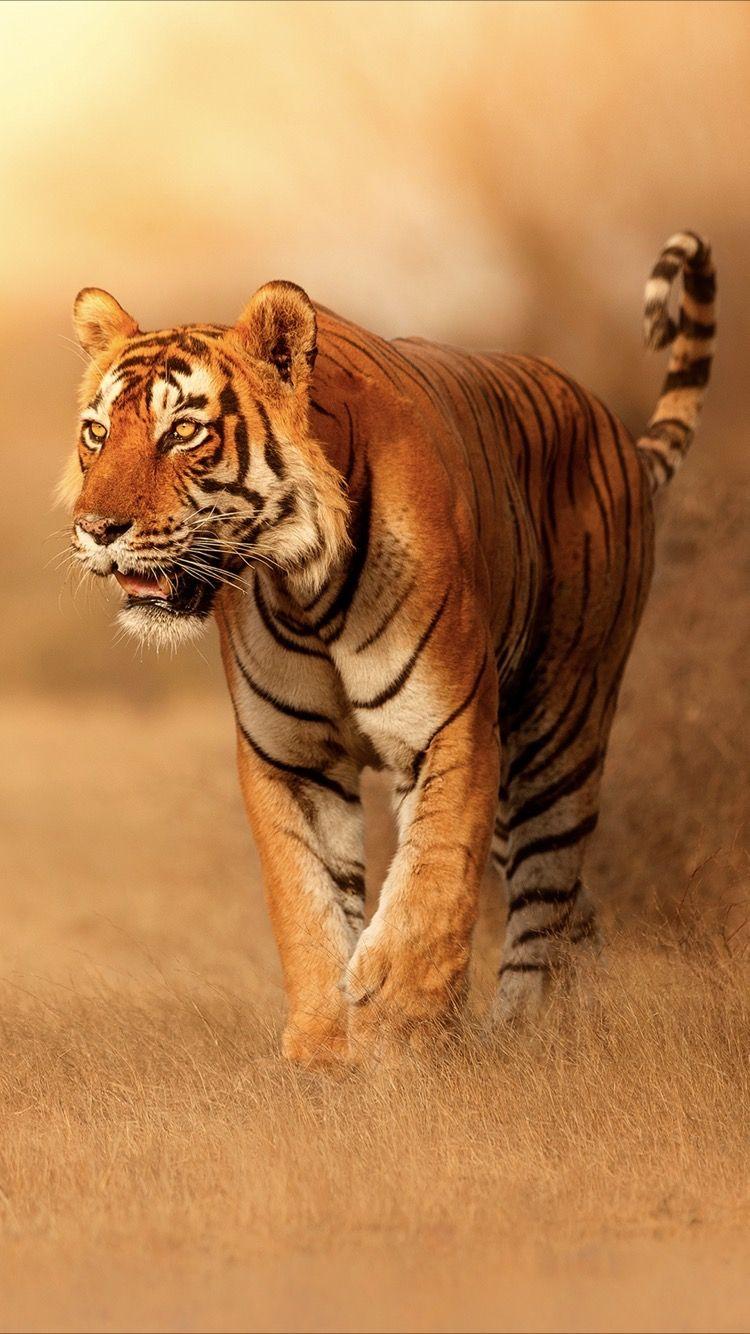 Graceful tiger wallpaper for your iPhone 6 from Everpix