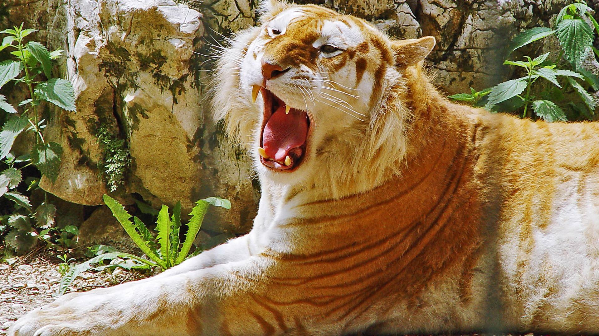 Golden Tiger Wallpaper Tigers Animals Wallpaper in jpg format for free download