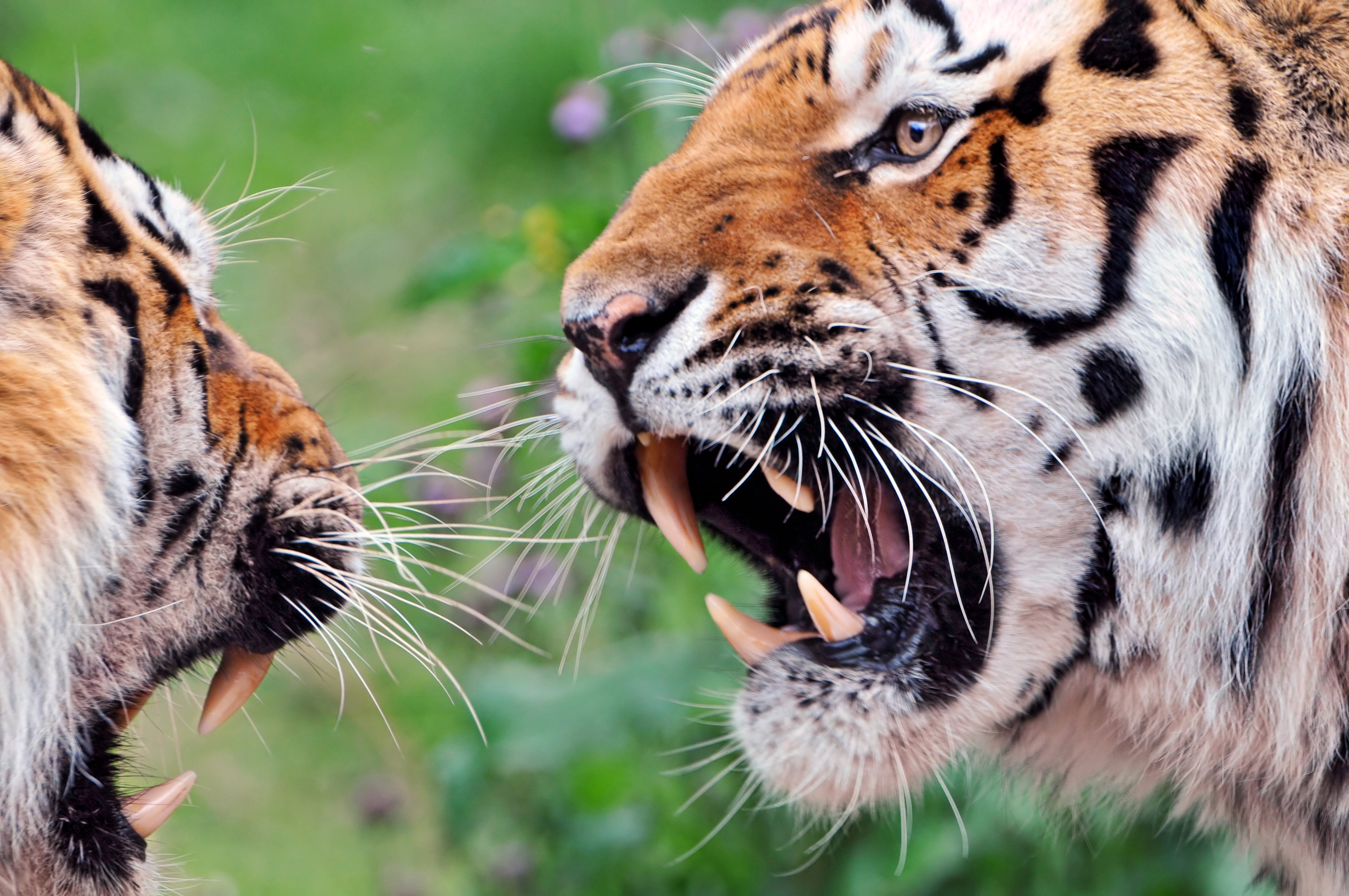 Wildlife photography of two orange tigers near each other HD