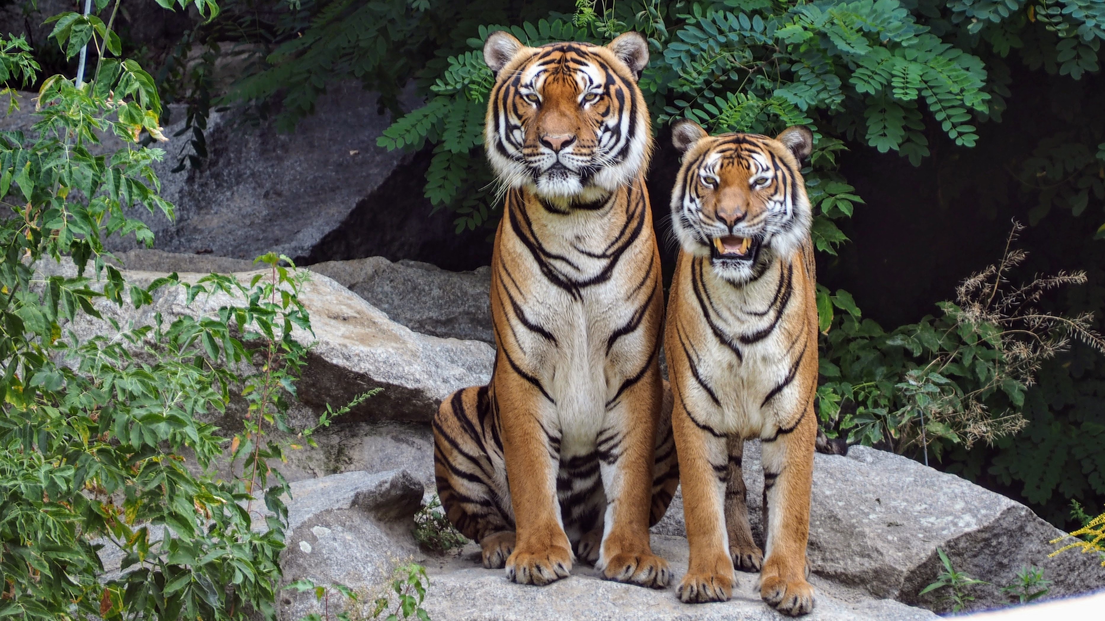 Two Orange Tigers Sitting Beside Each Other · Free