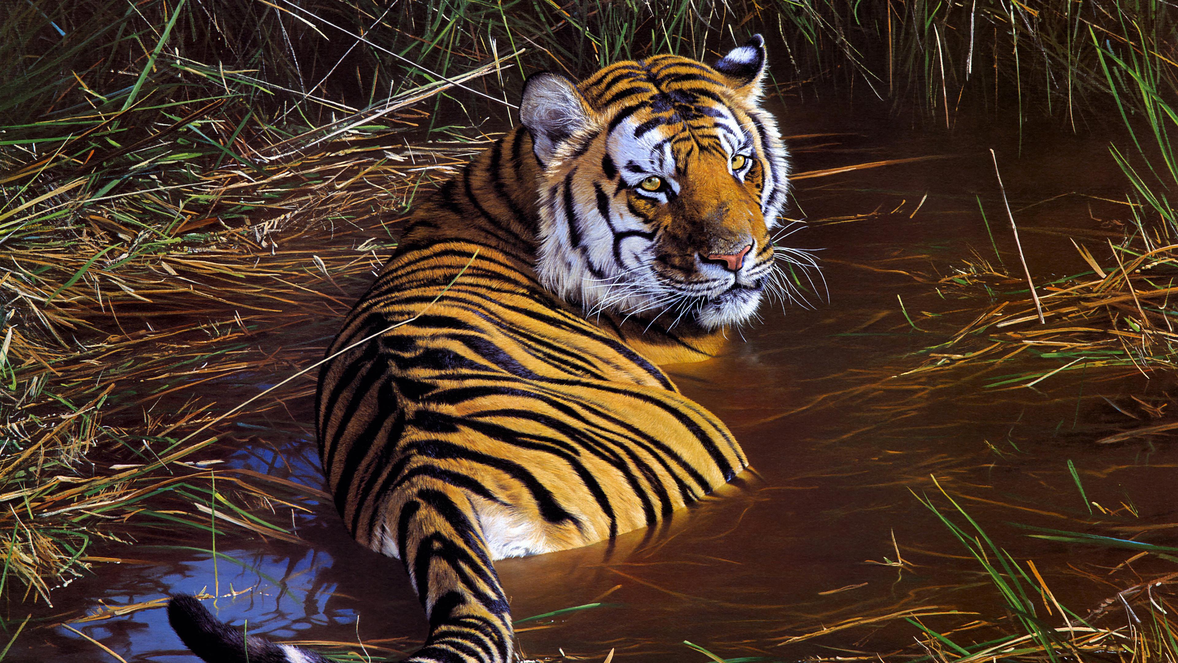Tiger Wildlife Artwork 4K Wallpaper